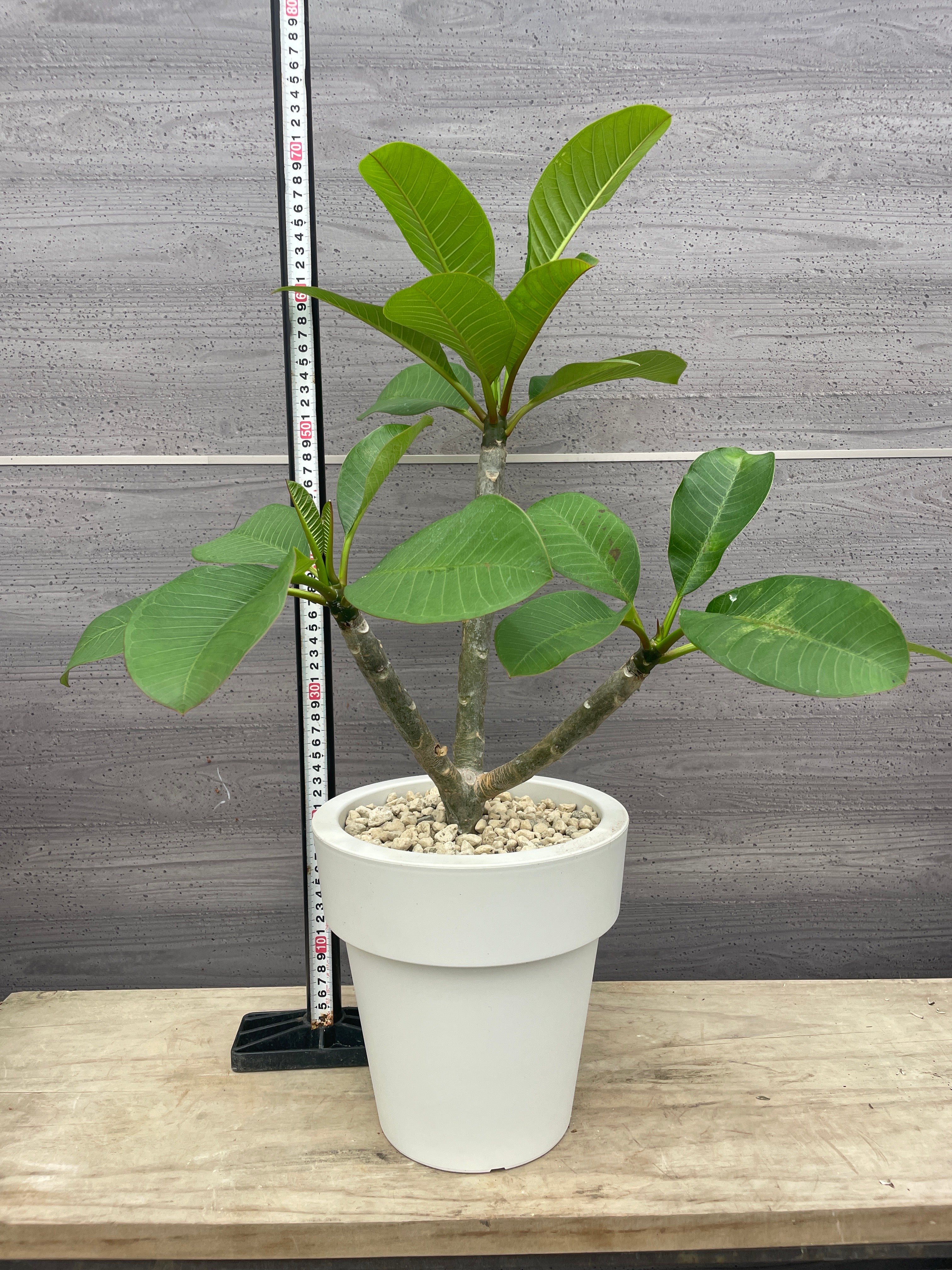 Pickup 全ての商品 – 植物家族