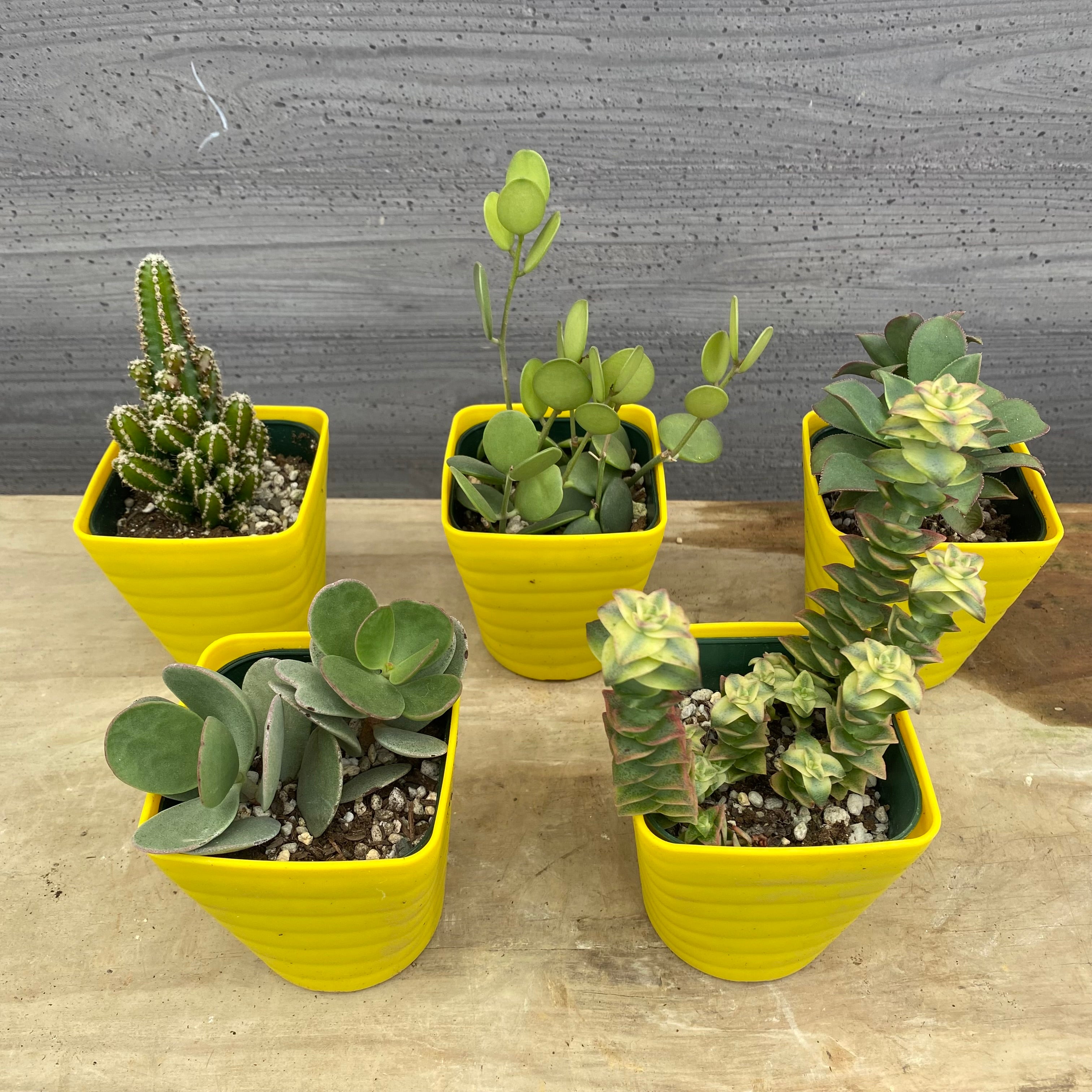 Pickup 全ての商品 – 植物家族