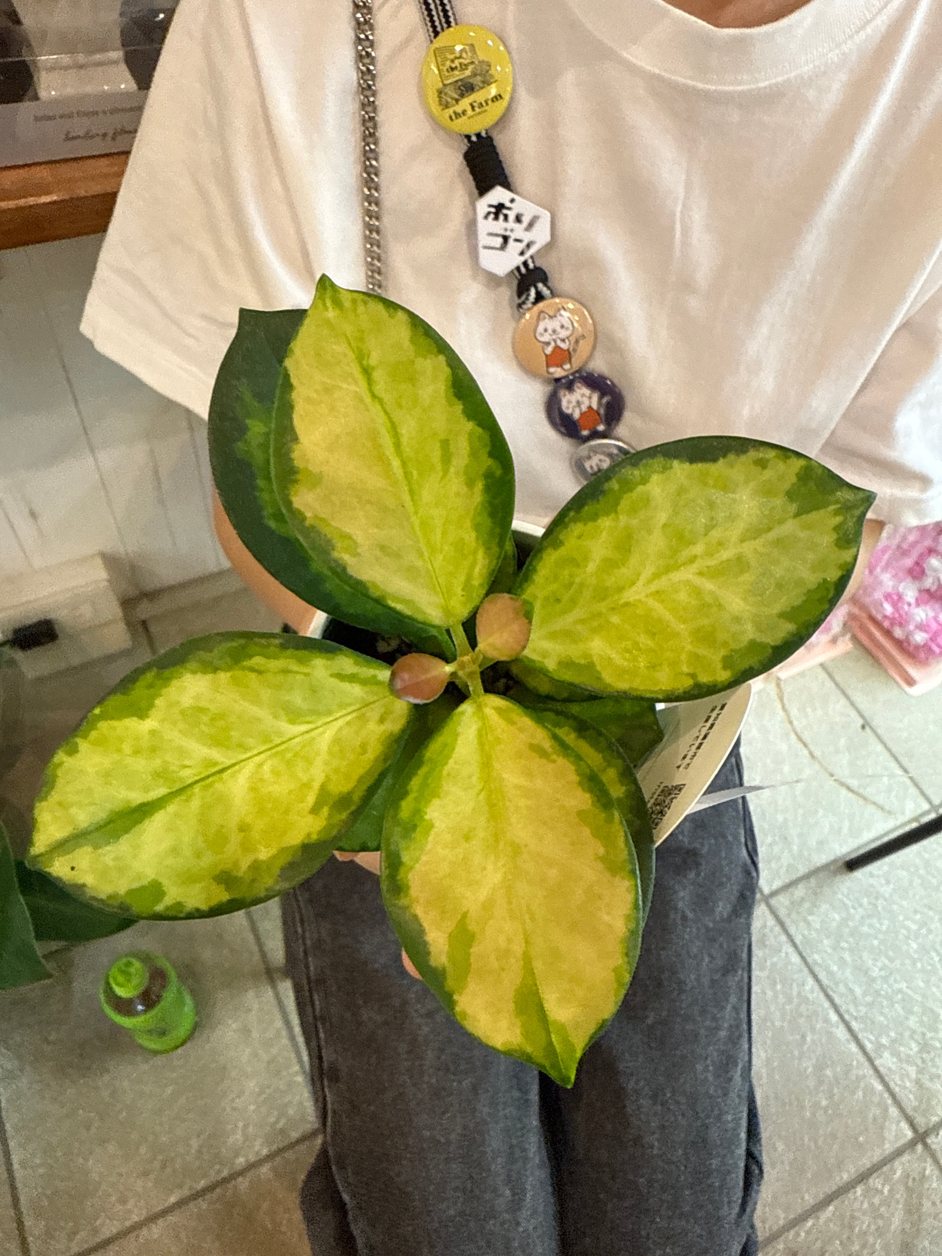 Pickup 全ての商品 – 植物家族