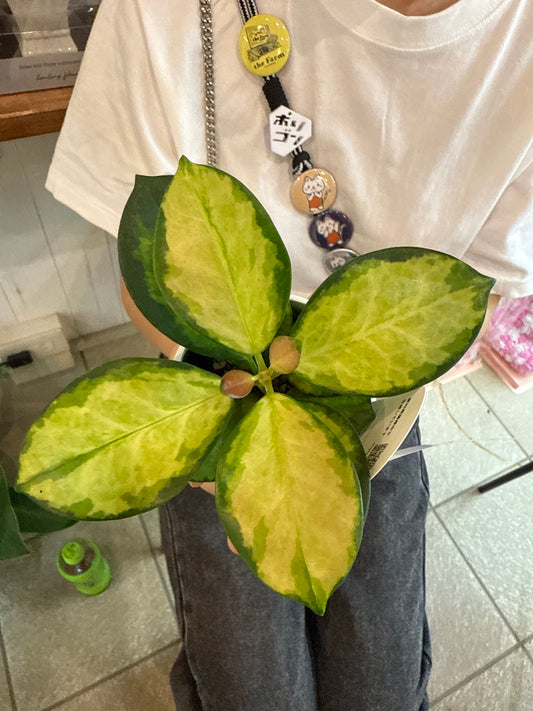 ホヤ　オーストラリス　リサ