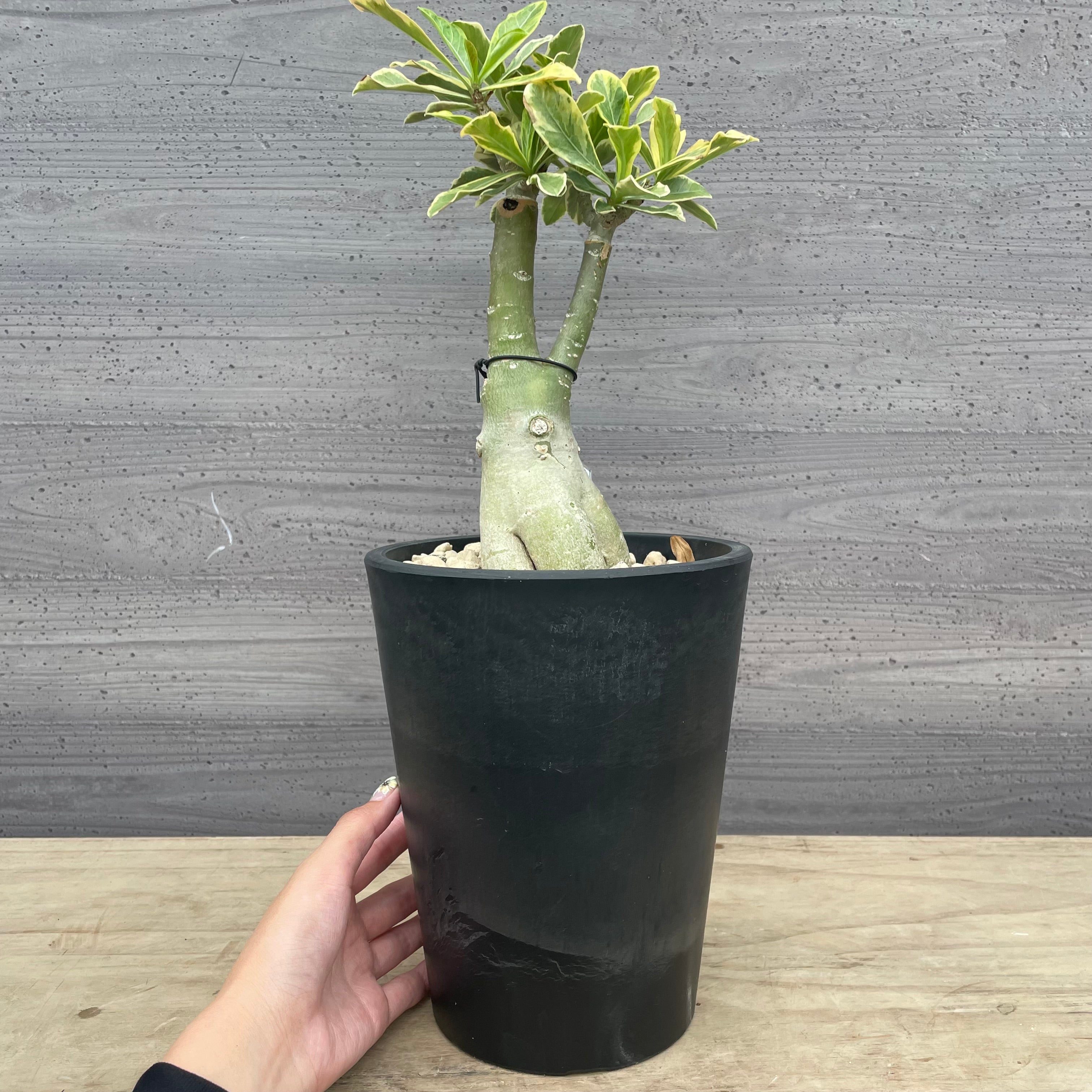 Pickup 全ての商品 – 植物家族