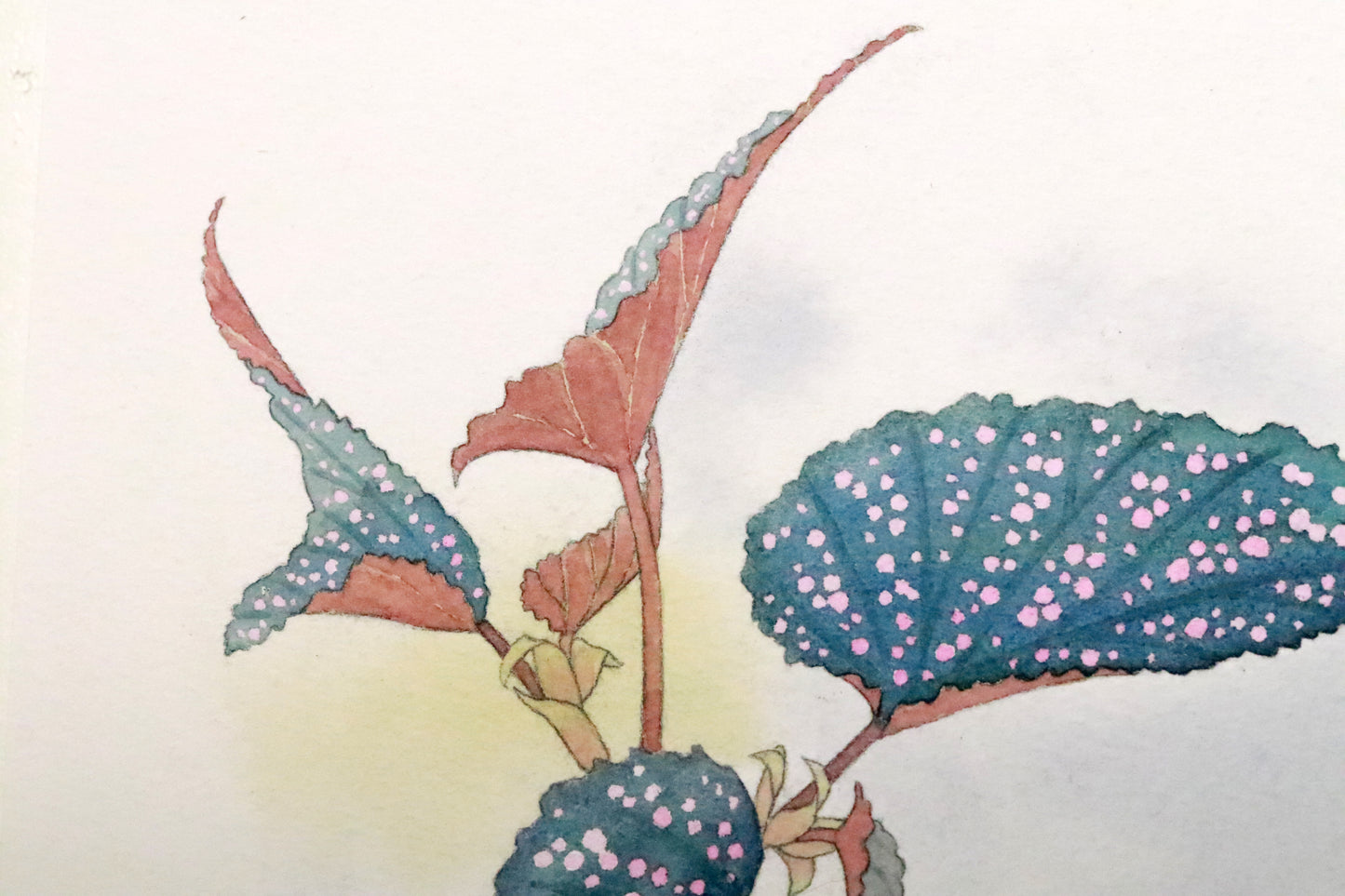 原画★木立性ベゴニア　Benigo　Bタイプ　20×20cm