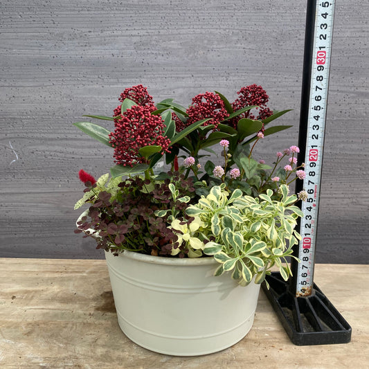寄せ植えP　手つきポット白