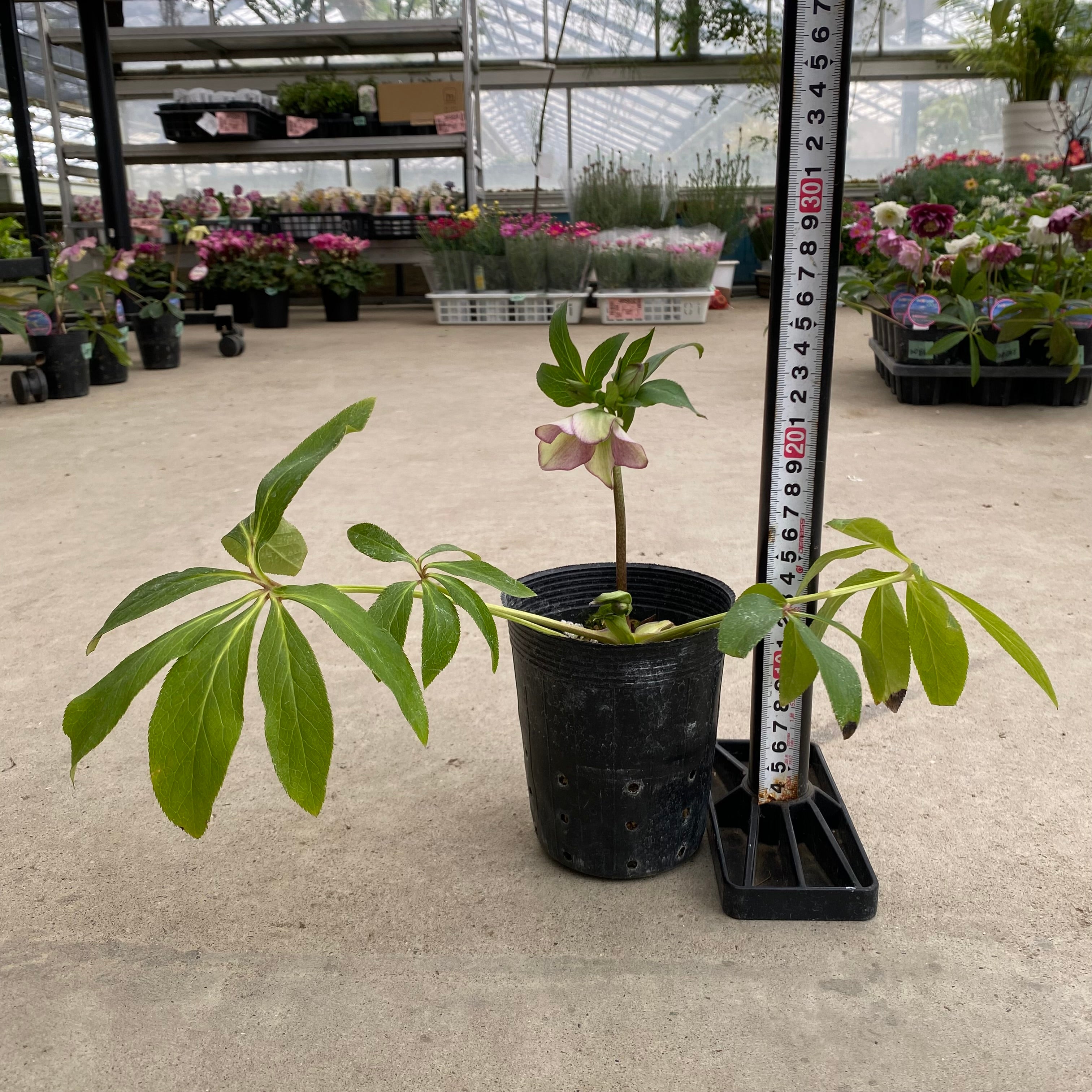 20051 クリスマスローズ シングル咲き 3.5号苗ポット – 植物家族