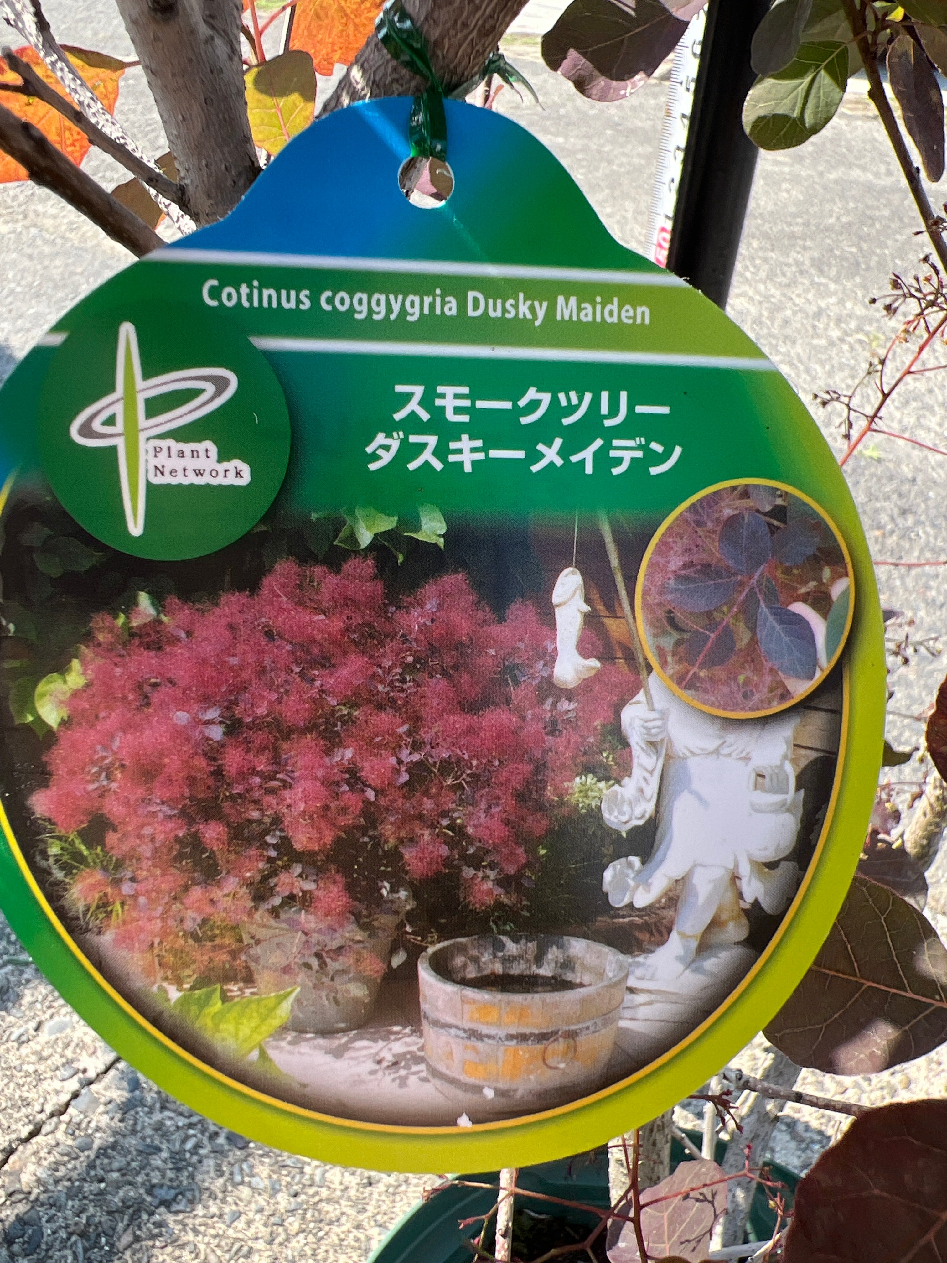 No.15019 岡本緑花 スモークツリー ダスキーメイデン 8号鉢 – 植物家族
