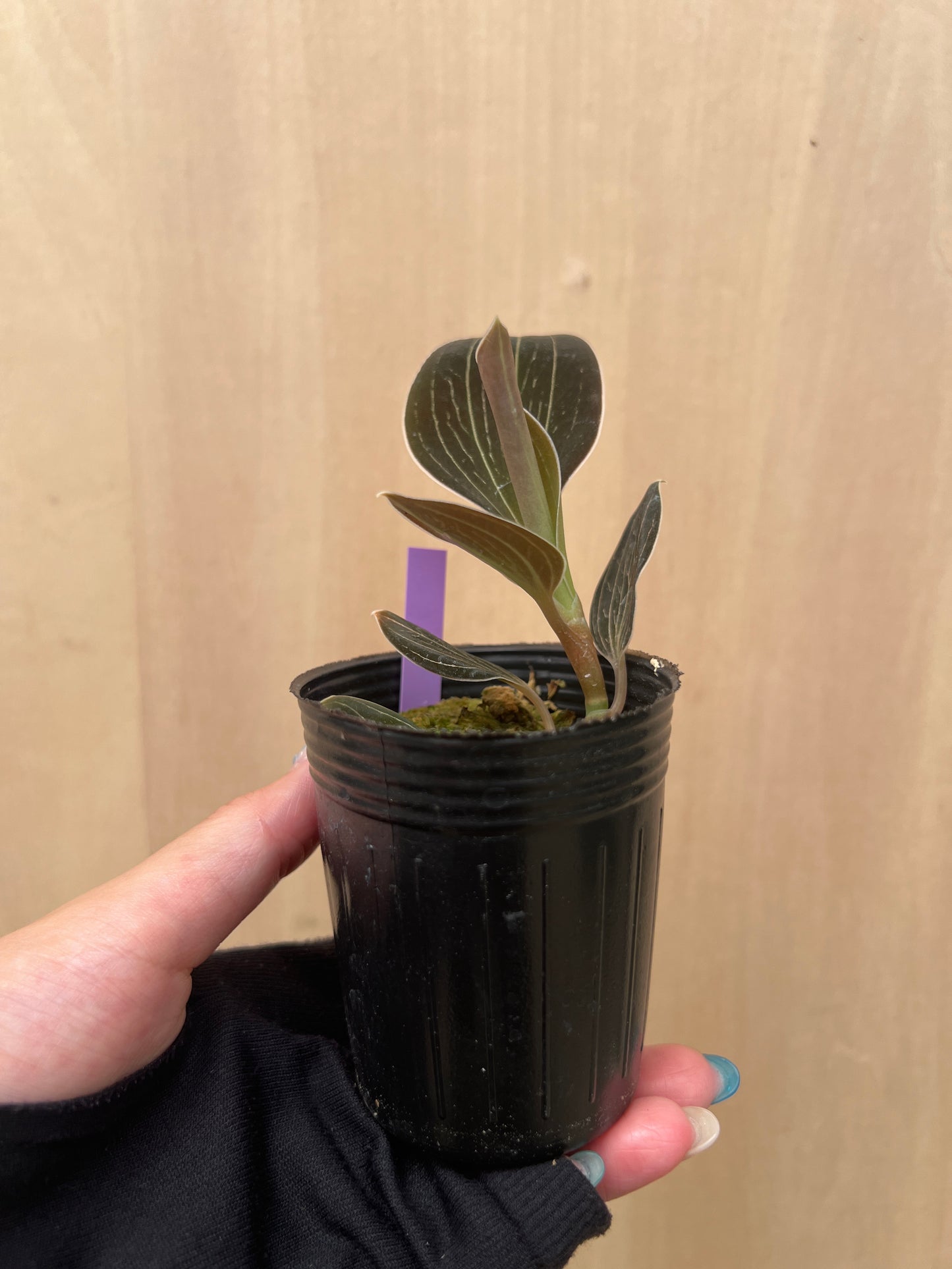 No.04042　ジュエルオーキッド　Anoectochilus lowii　2号苗ポット