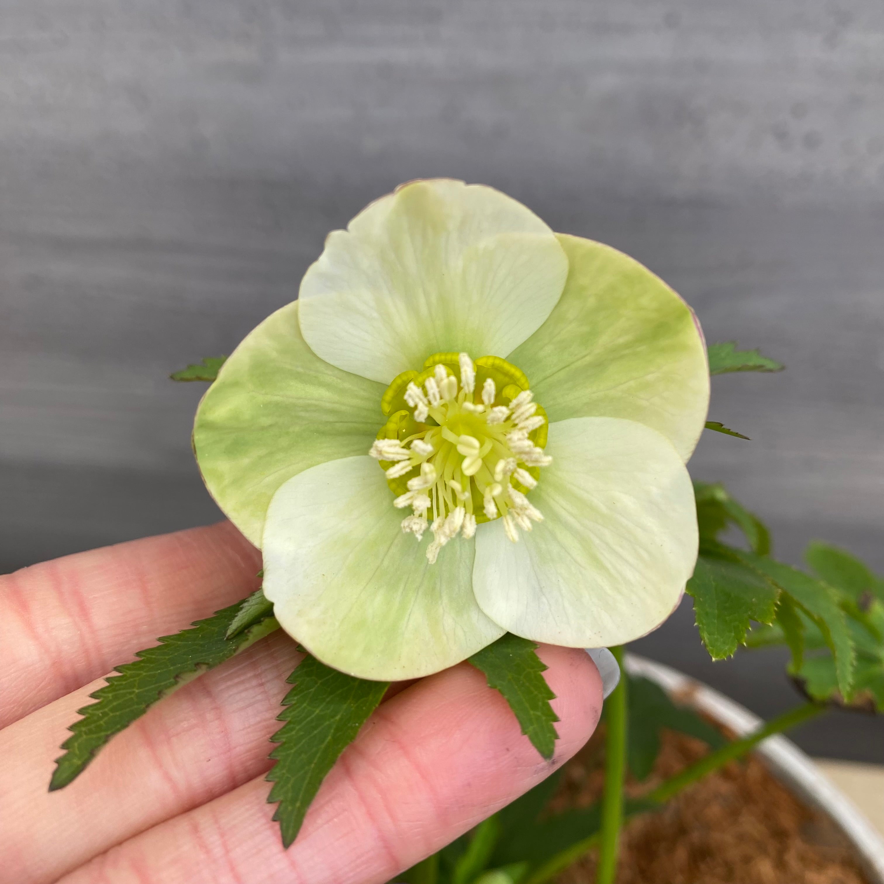 あ*号様 ❤️開花株❤️根パンパン❤️沢山しっかり新芽元気株❤️3220