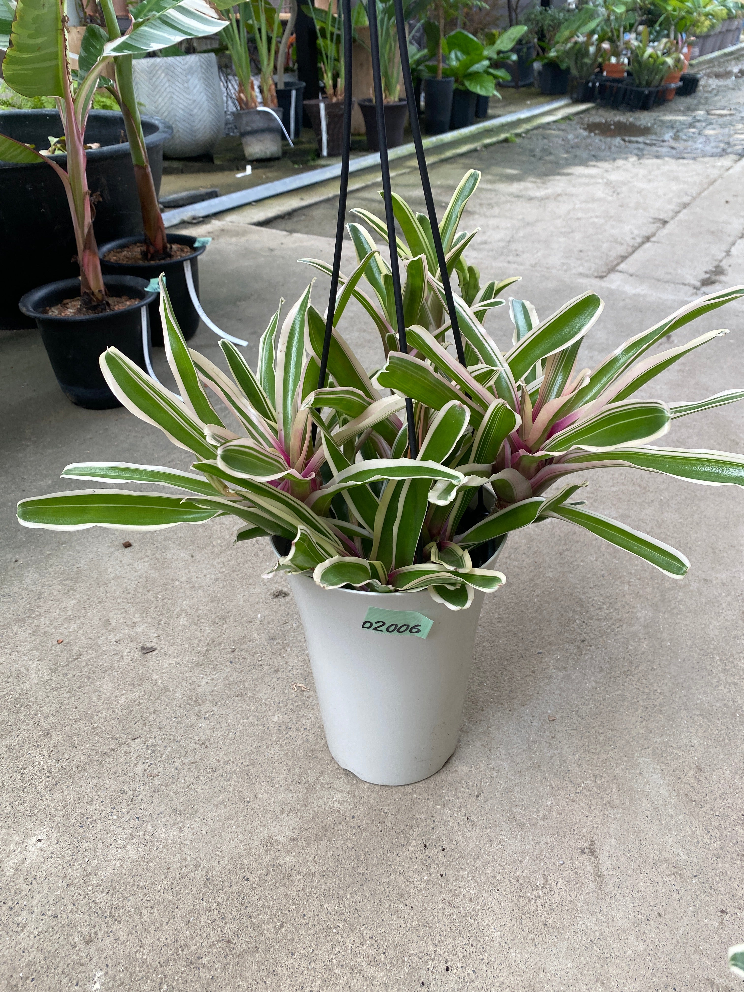 Pickup 全ての商品 – 植物家族