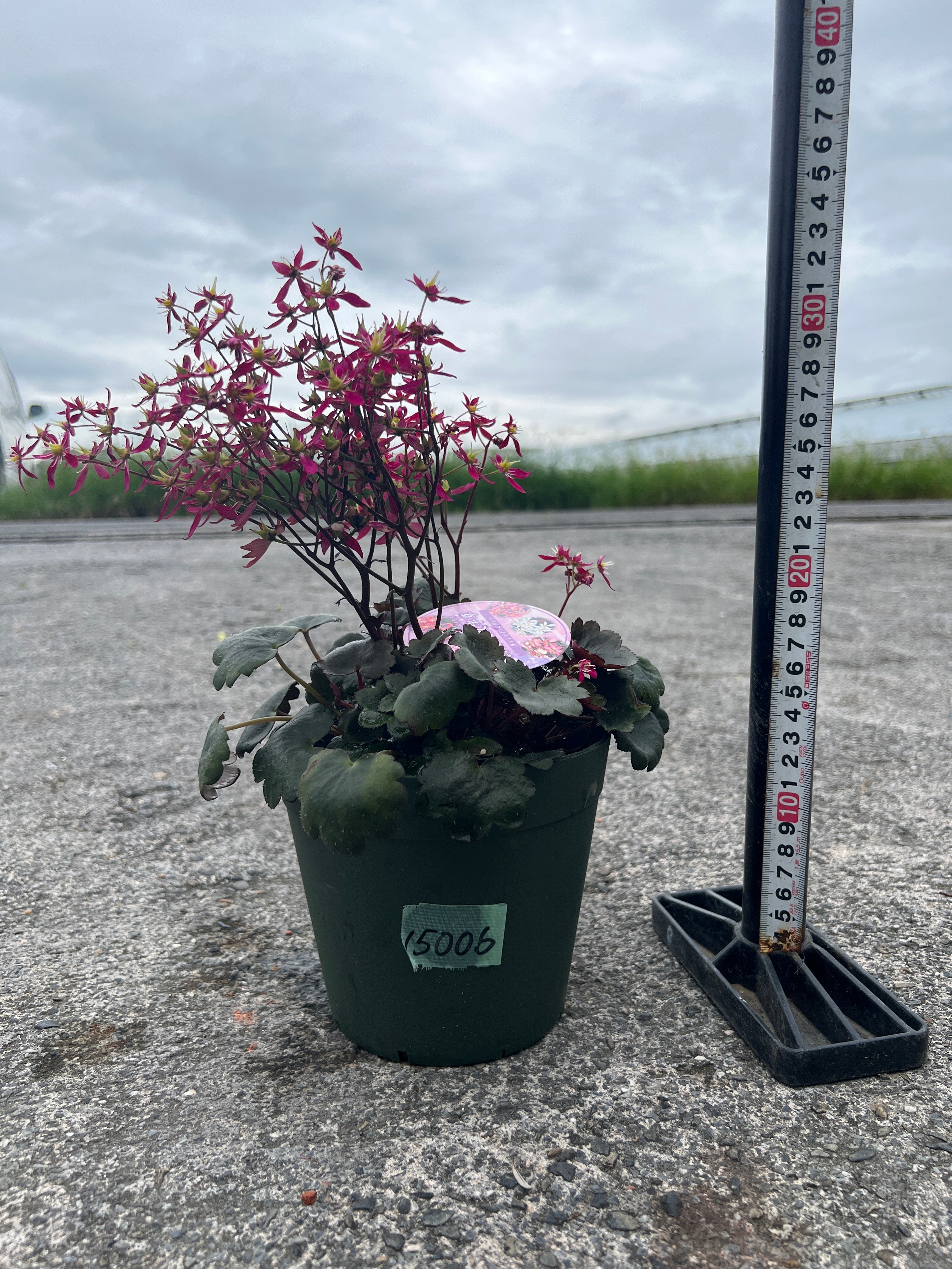 Pickup 全ての商品 – 植物家族
