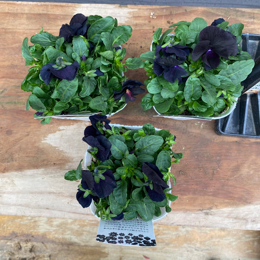 市場仕入れ即売会　No.25068　ビオラ　ペニーブラック　3ポットセット