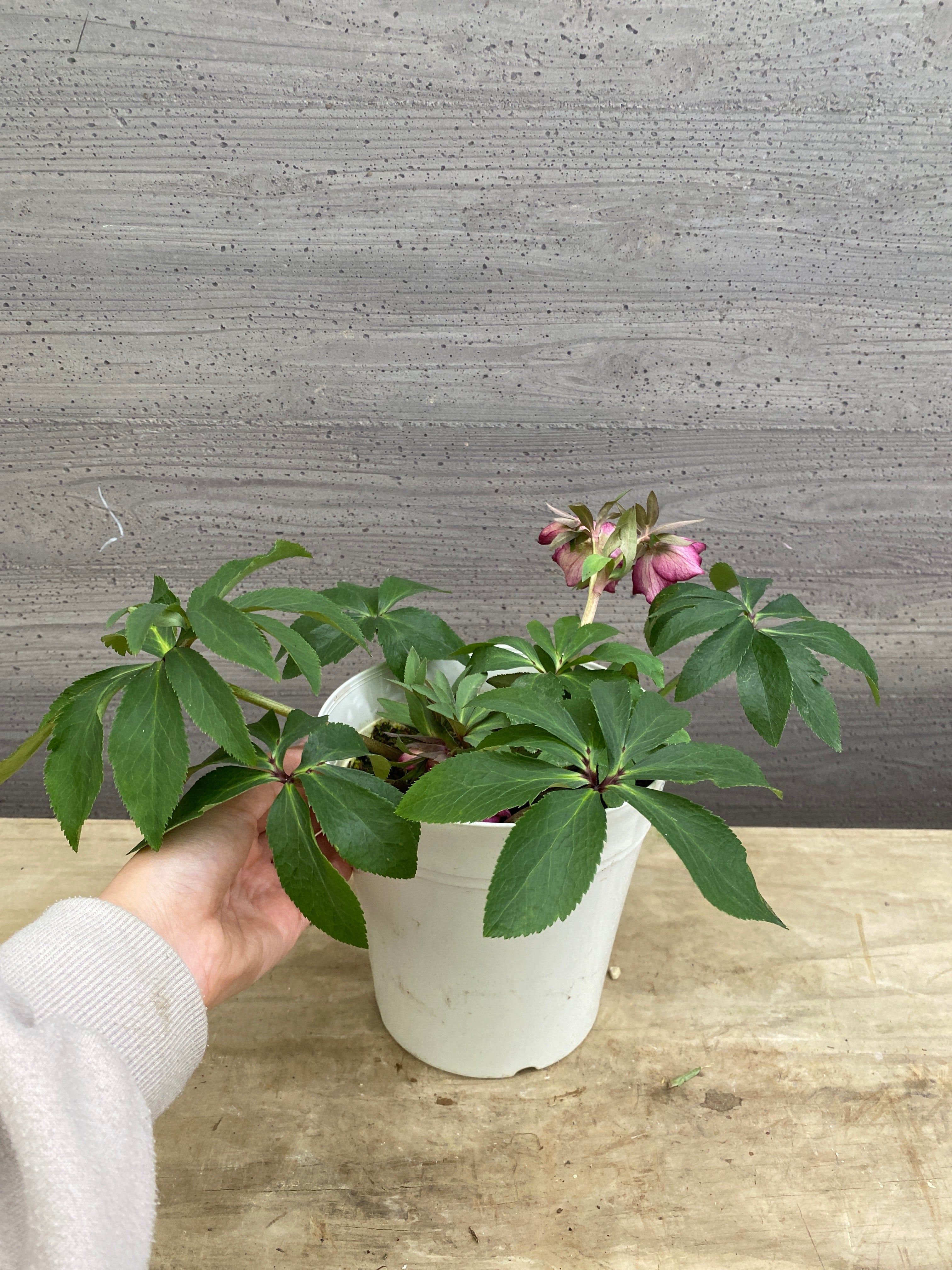 M056 ハイブリッドクリスマスローズ シングル 5号鉢 – 植物家族