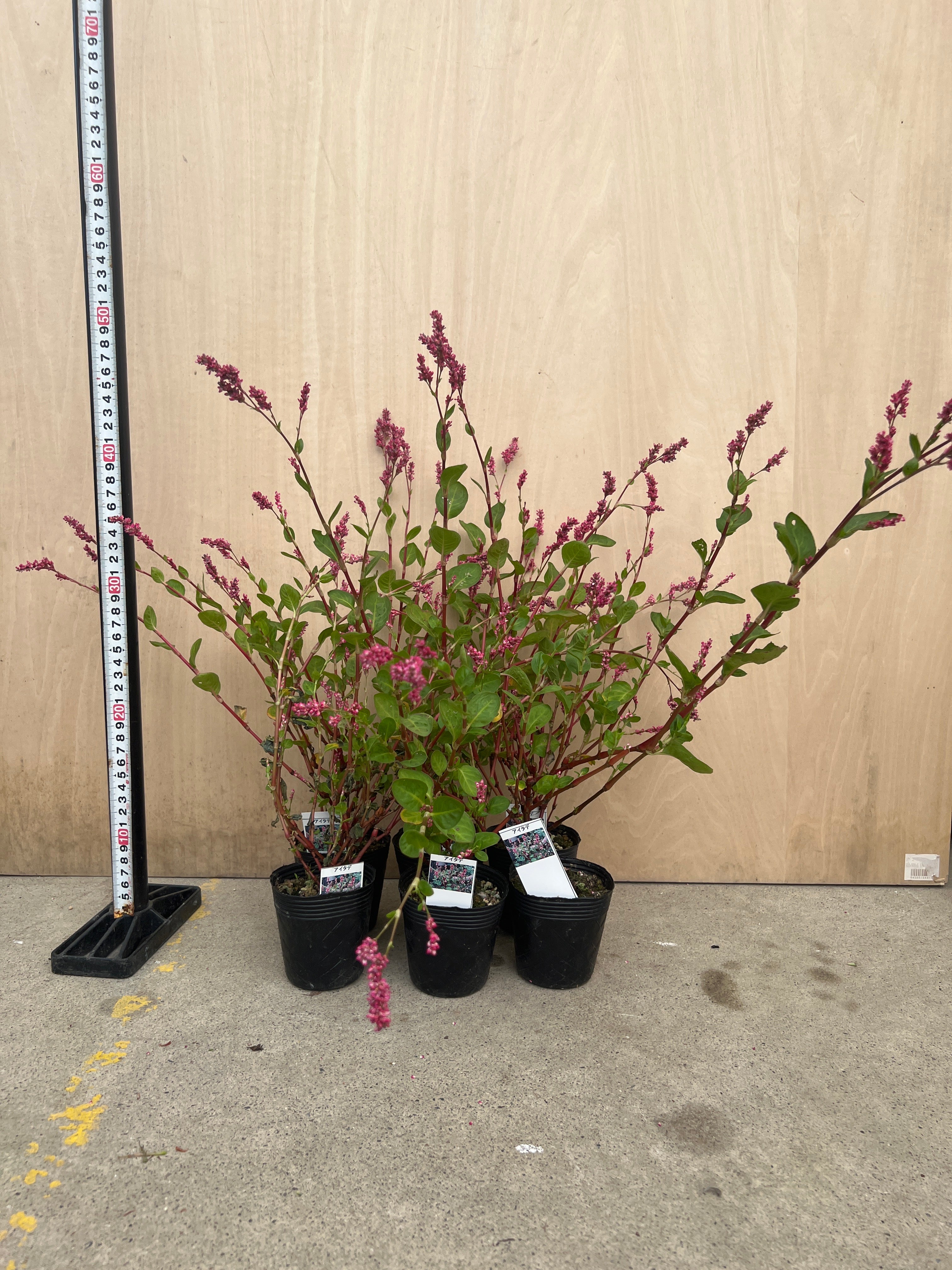Pickup 全ての商品 – 植物家族