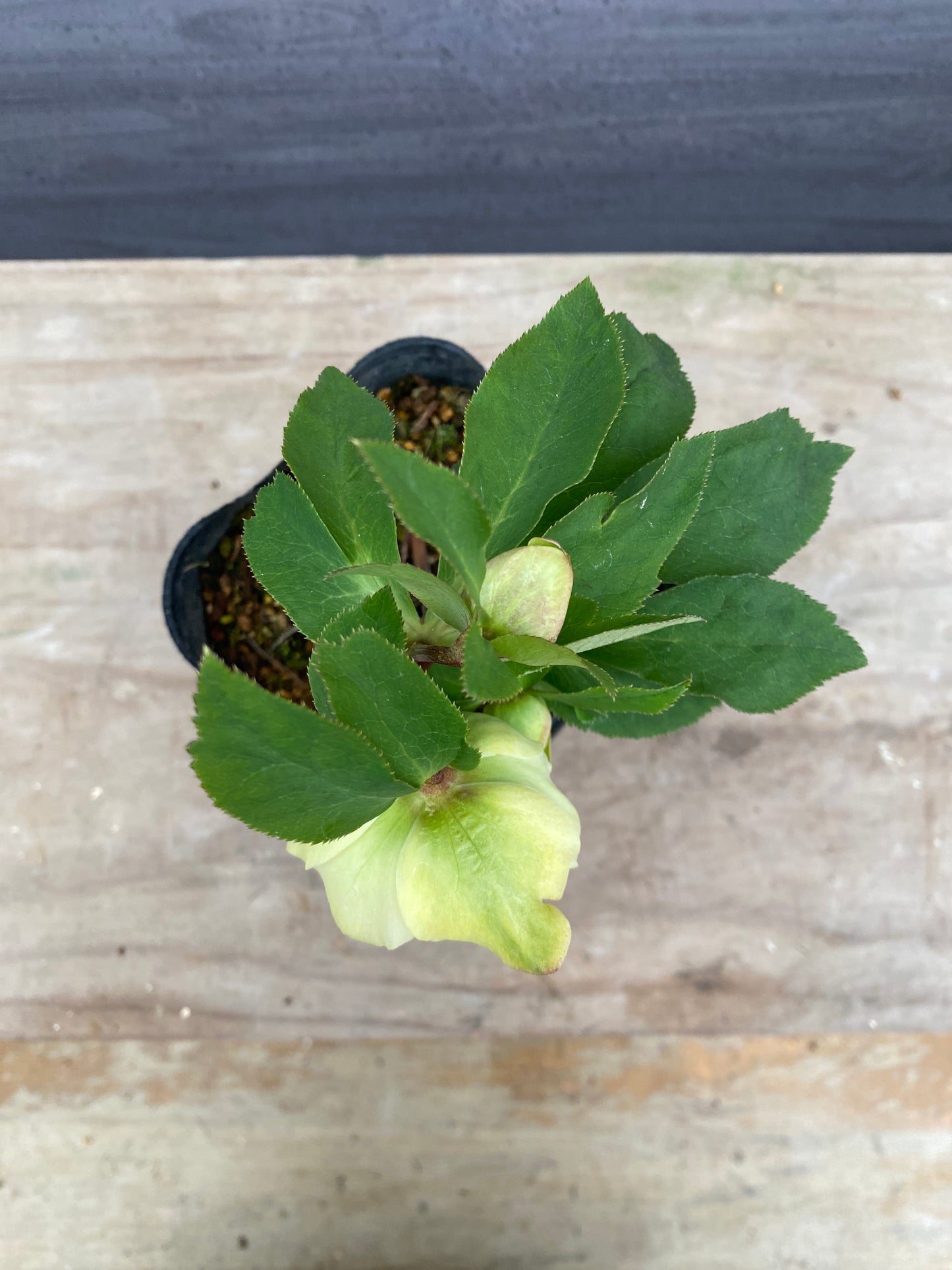 No.05103　横山園芸★クリスマスローズ　プリマドレス　5号苗ポット