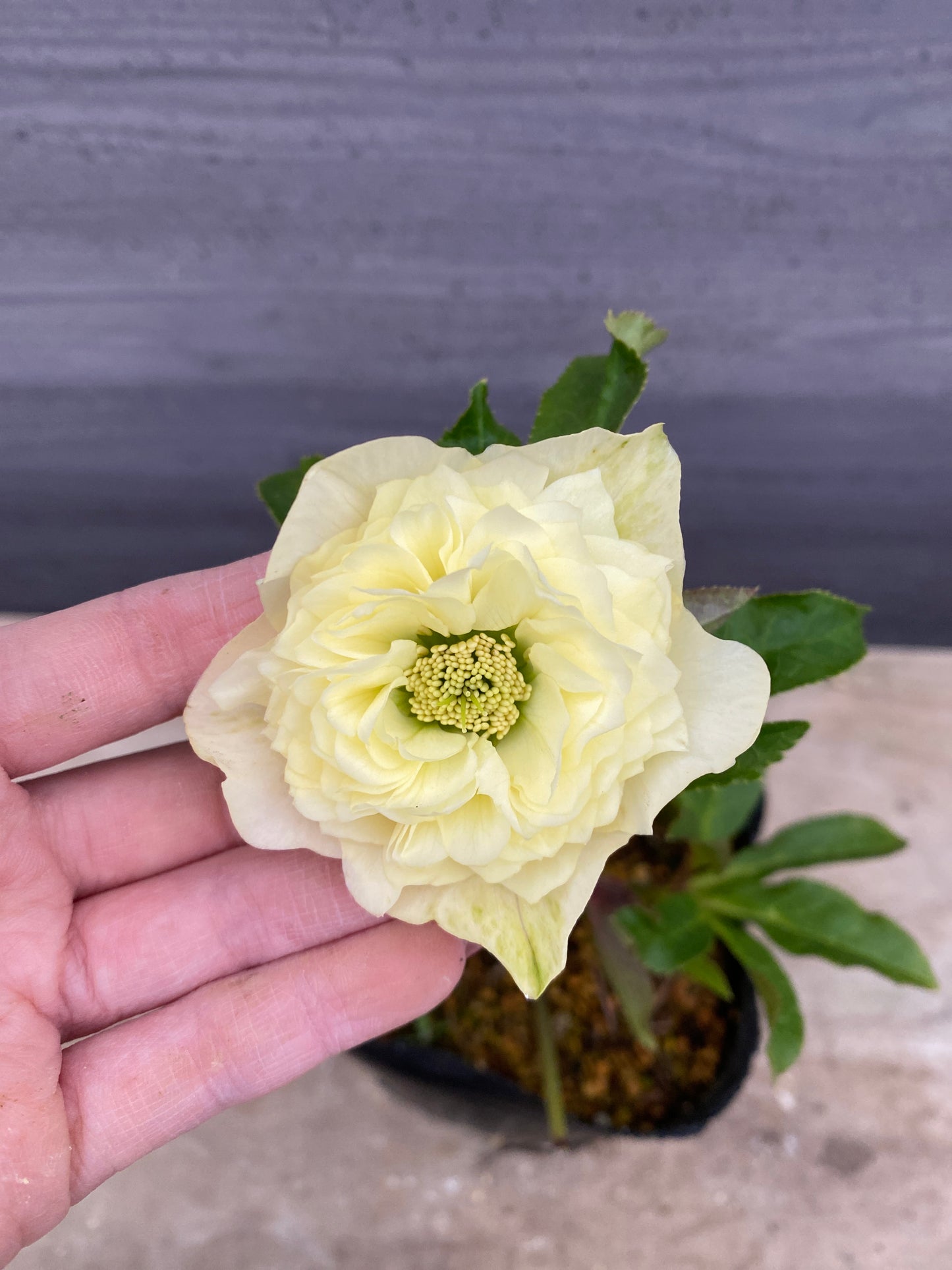 No.05135　横山園芸★クリスマスローズ　プリマドレス　5号苗ポット