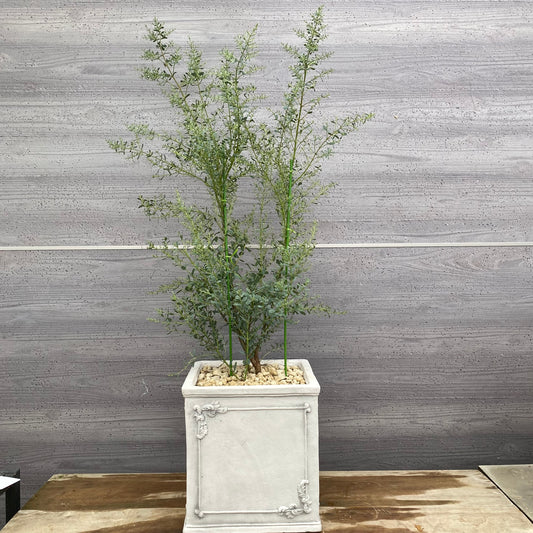 ユーカリ フランスブルー 白陶器鉢