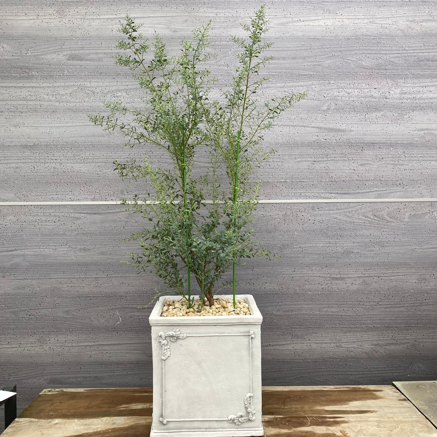 ユーカリ　フランスブルー　白陶器鉢