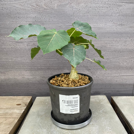 フィカス　ペティオラリス　SMOKED PLANTER