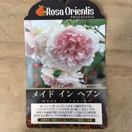 薔薇　メイドインヘブン　7号おすすめ白ポット　PROGRESSIO