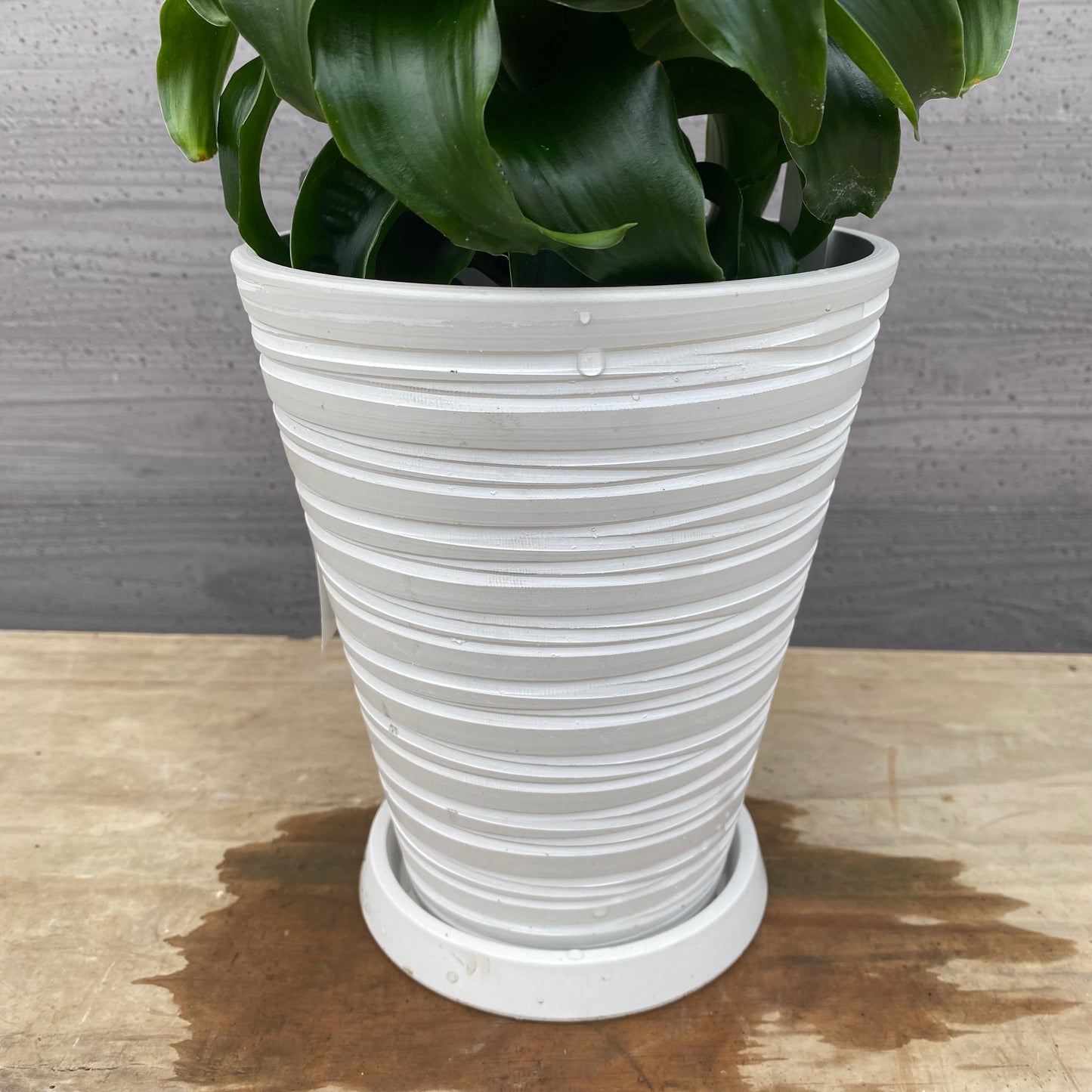 No.1307　ドラセナ　トルネード　5号鉢　白ポット　受け皿付き