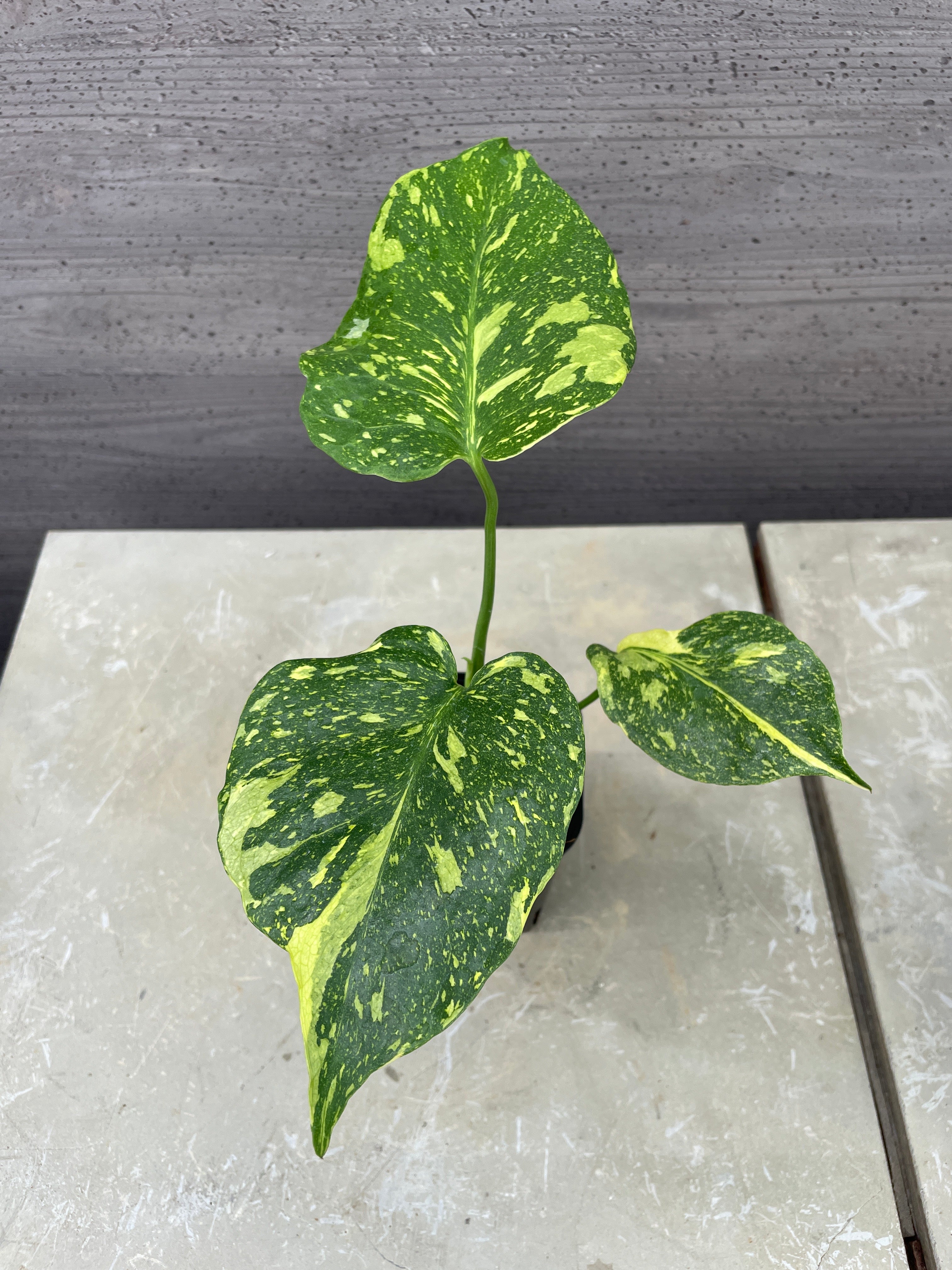 Pickup 全ての商品 – 植物家族