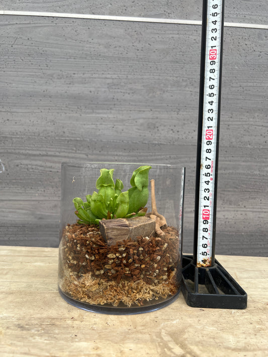 社長植栽★サラセニア ガラスベース仕立て