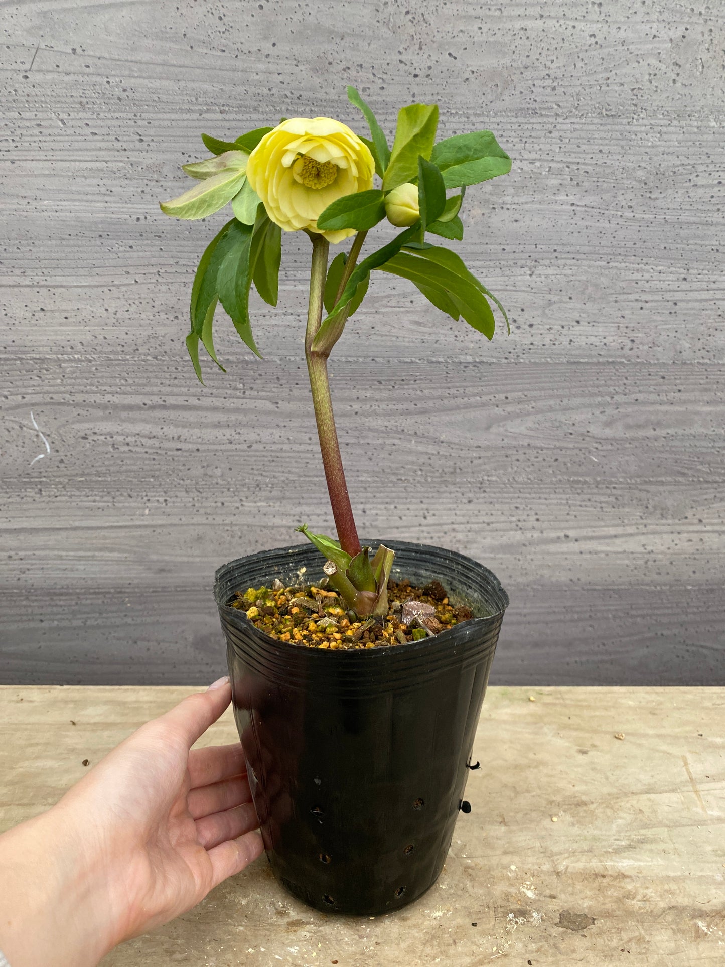 No.05129　横山園芸★クリスマスローズ　プリマドレス　5号苗ポット