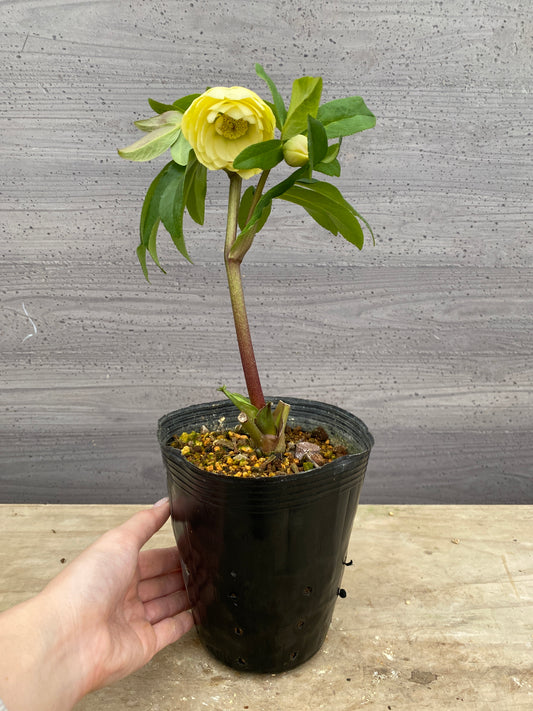 No.05129　横山園芸★クリスマスローズ　プリマドレス　5号苗ポット