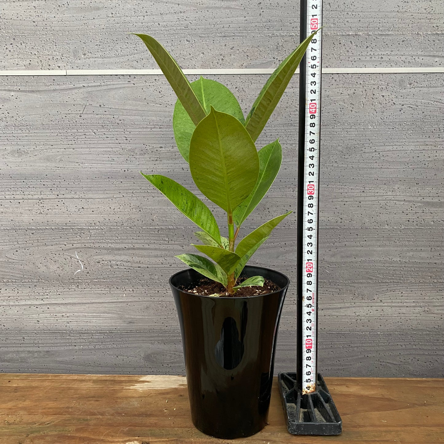 市場仕入れ即売会　No.25020　フィカス　ジン　5号鉢　黒　