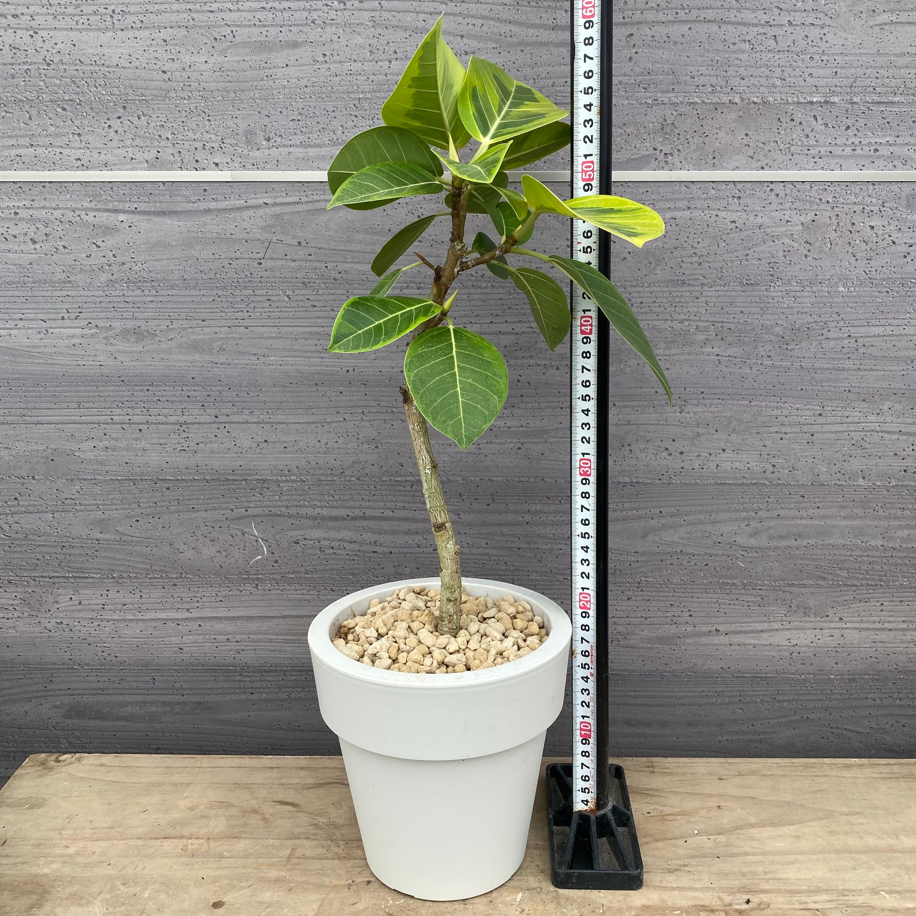 Pickup 全ての商品 – 植物家族