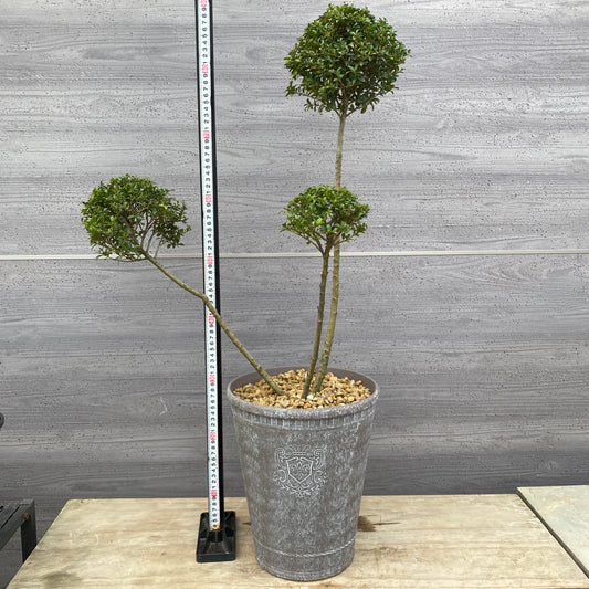 No.19007　キンメツゲ　3本仕立て　グレープラ鉢