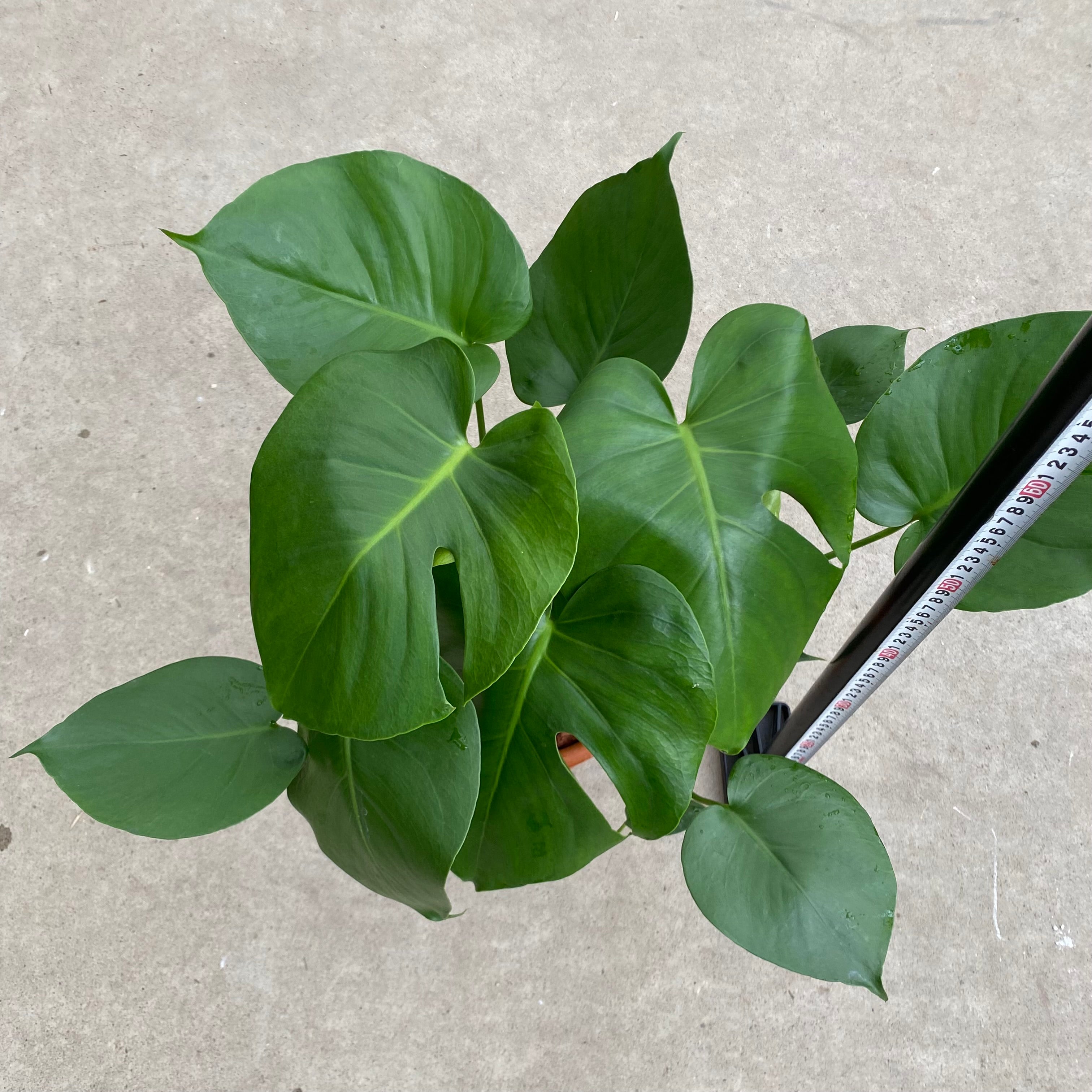 植物 – 植物家族