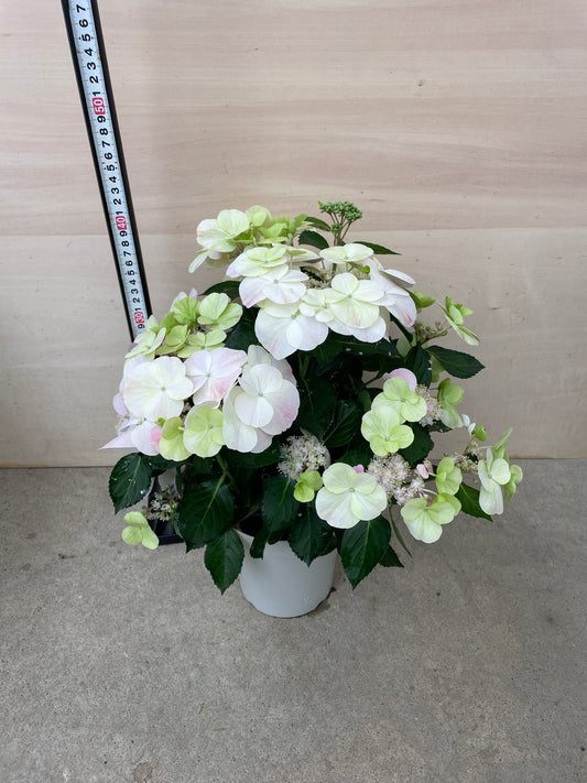 M11 ハイドランジア フレンチボレロ 5号鉢