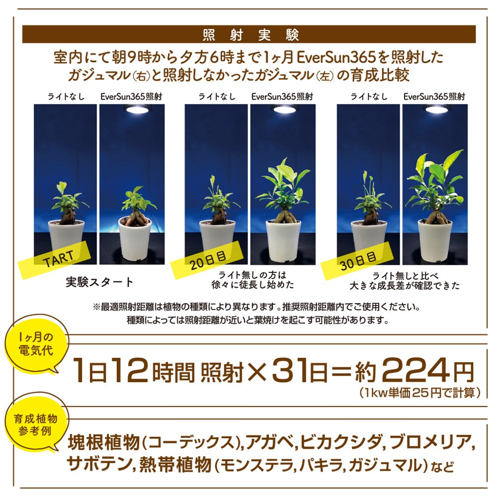 エバーサン365 24W – 植物家族