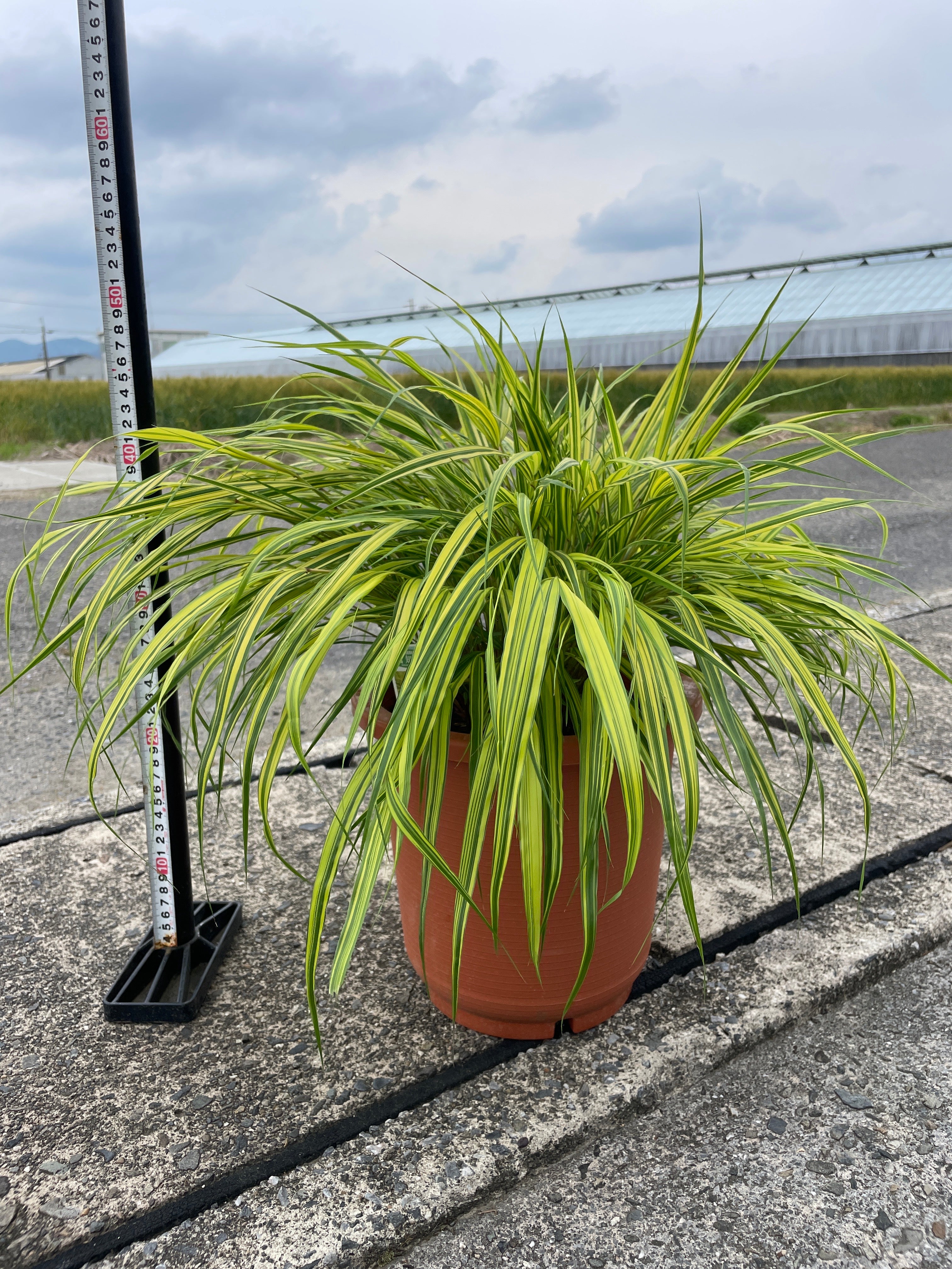 植物家族
