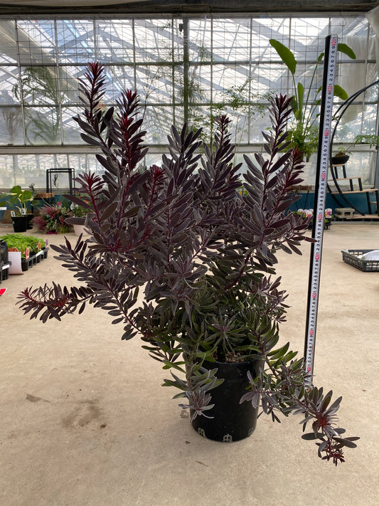 No.28037 リュウカデンドロン デュリフ 7号鉢