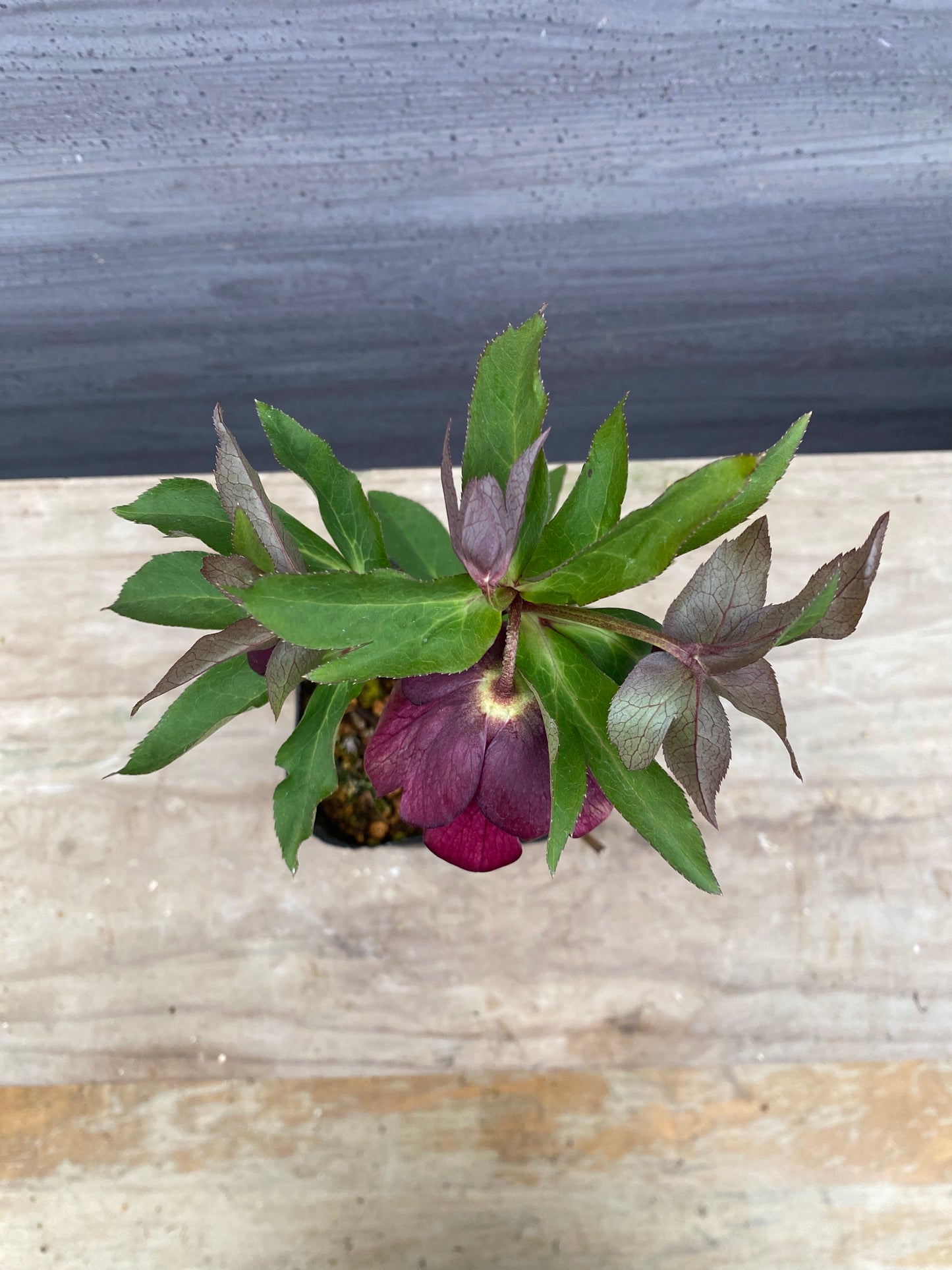 No.05101　横山園芸★クリスマスローズ　プリマドレス　5号苗ポット