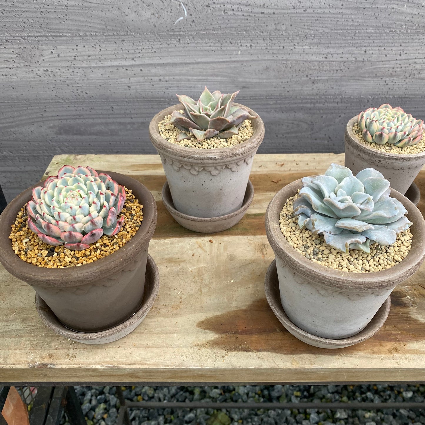 BERGS　陶器鉢　コペンハーゲン10　グレー　受皿付き　3個セット