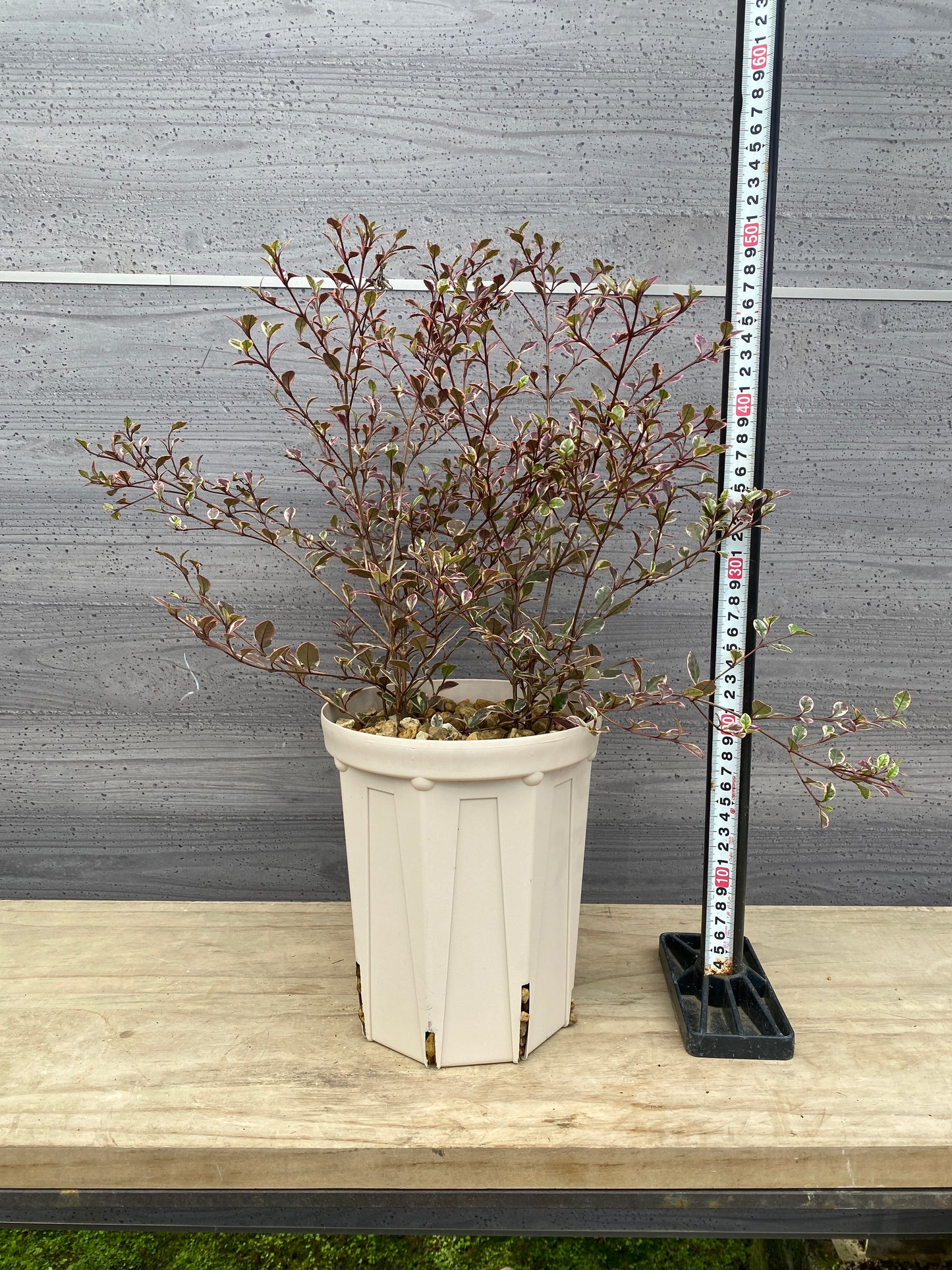 ロフォミルタス　マジックドラゴン　6号スリット鉢/オリジナル色