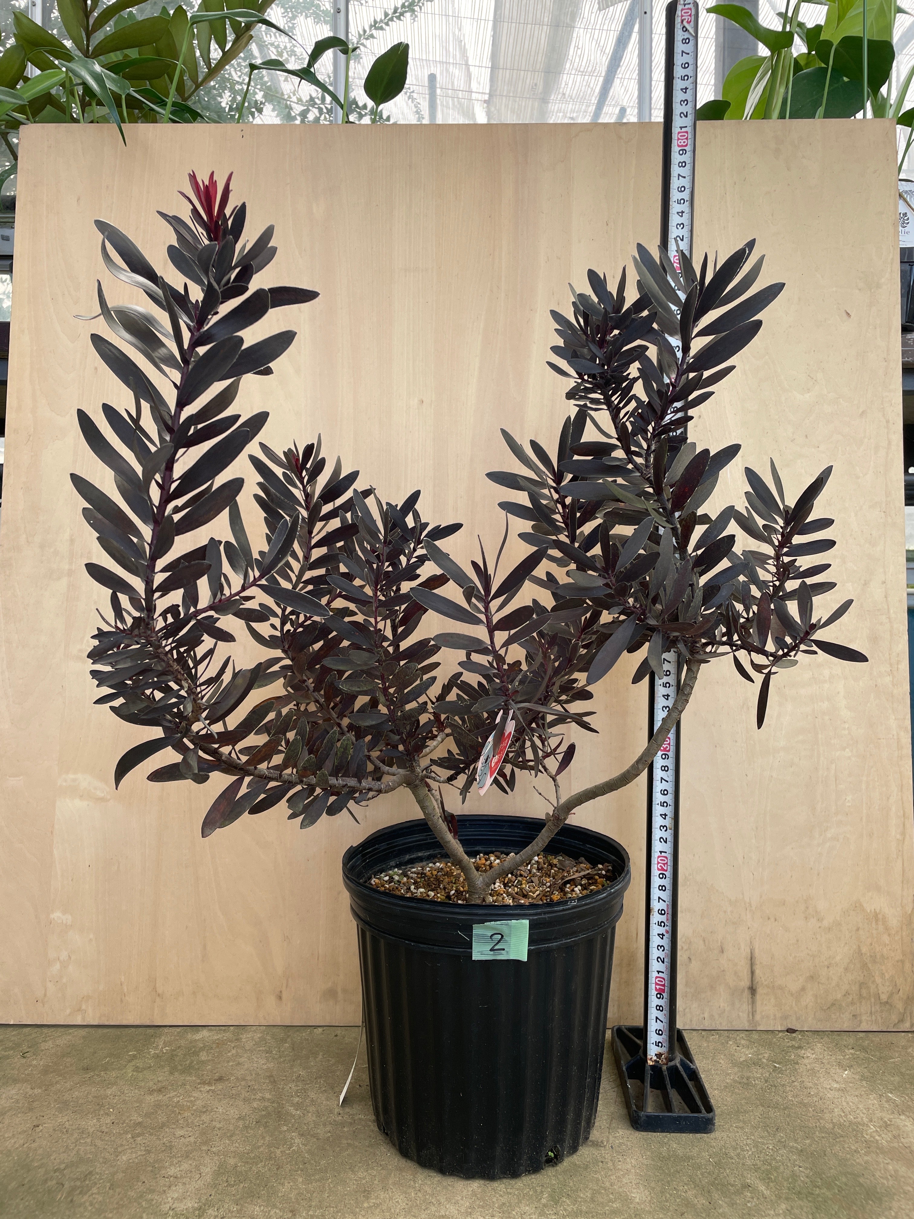 Pickup 全ての商品 – 植物家族