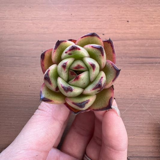 No.17036　エケベリア　抜き苗　15個セット