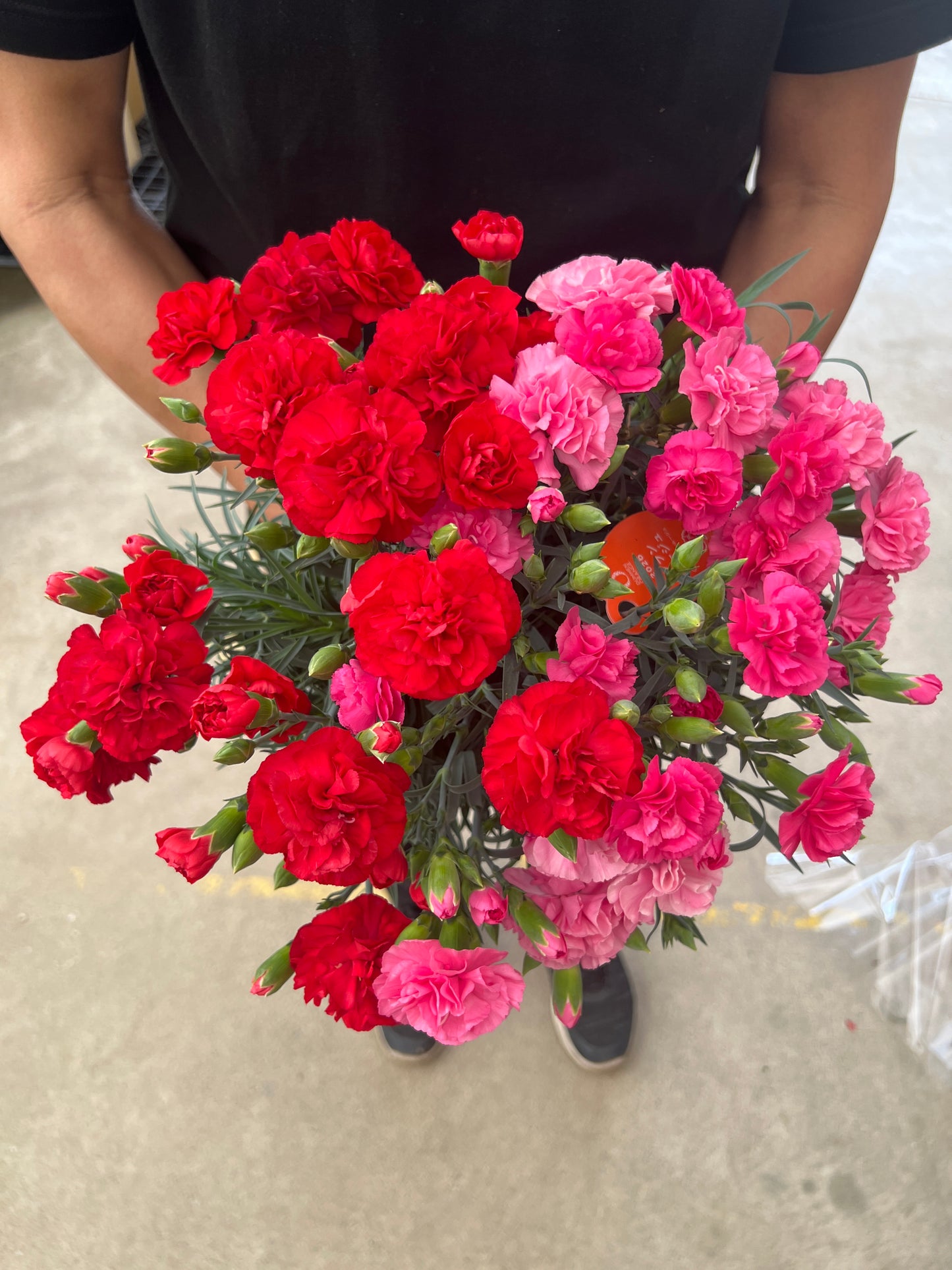 即売会SALE　No.28001　カーネーション　2色植え　6号底面給水　バッグ付き