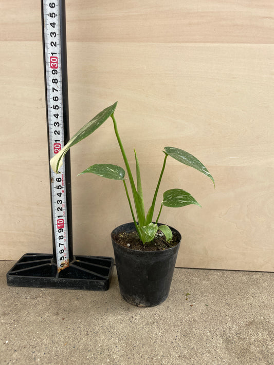 No.24007　モンステラ　タイコンステレーション　3号鉢