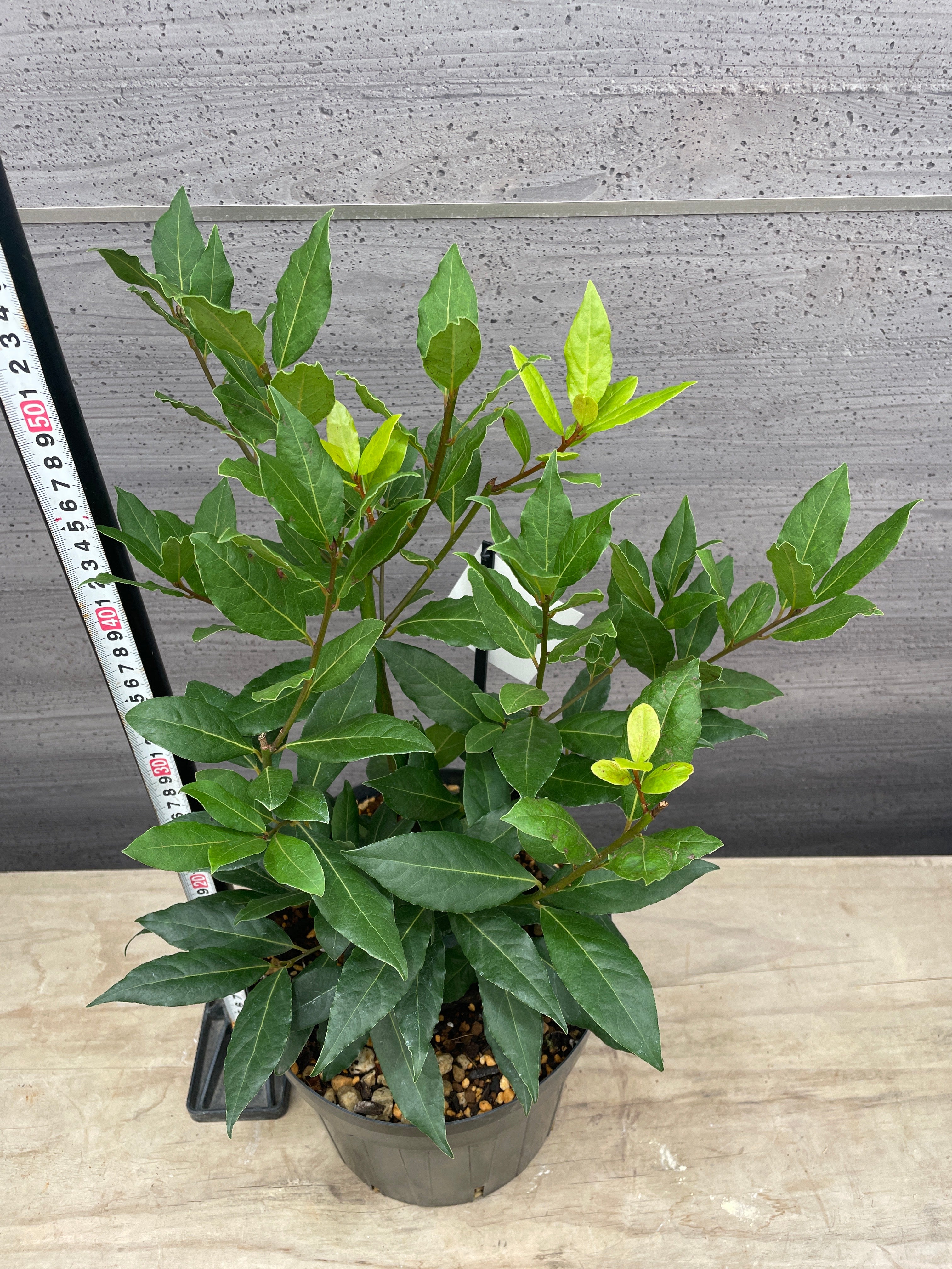 No.08032 黄金月桂樹 7号鉢 – 植物家族
