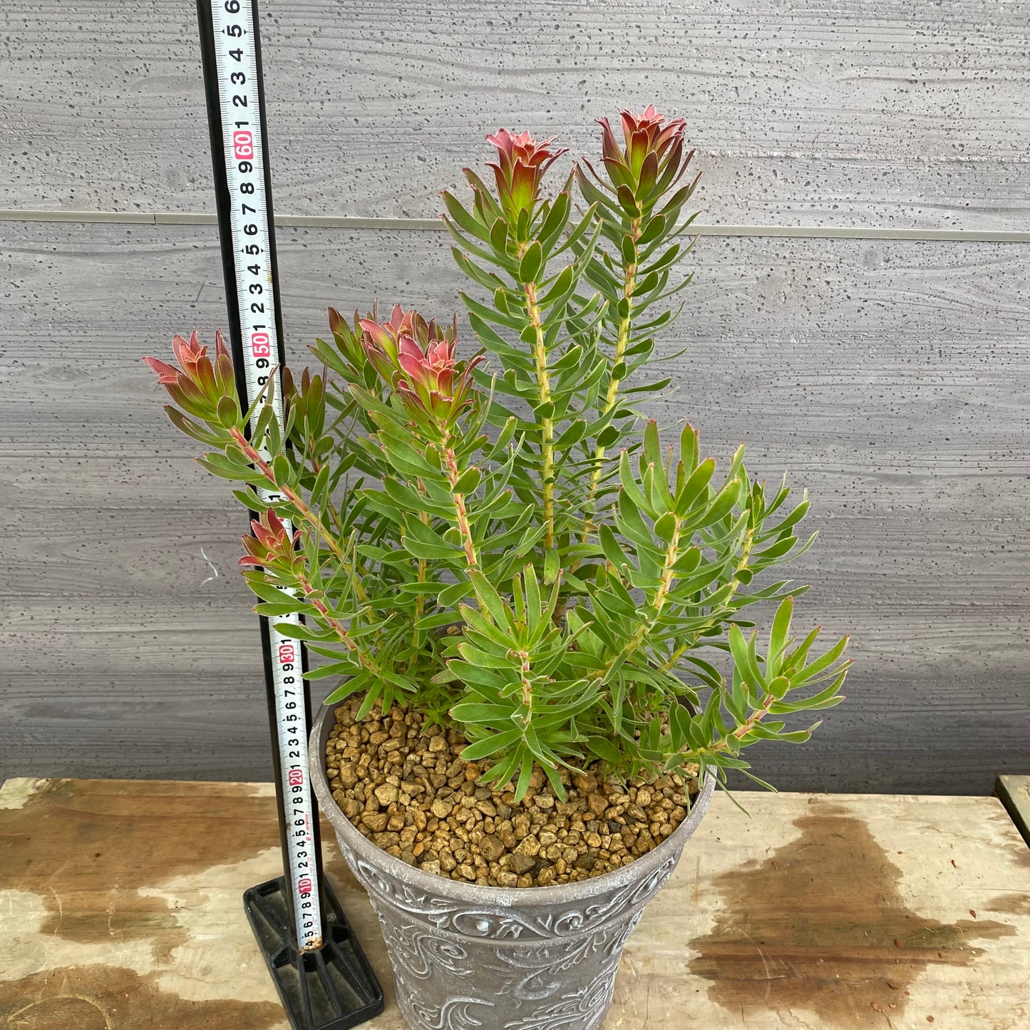 No.12029　ミメティス　クラッカージャックレッド　グレープラ鉢