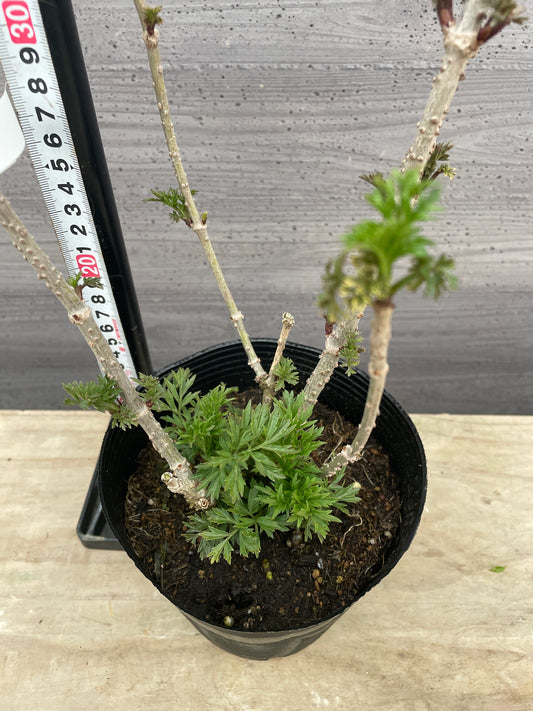 No.13001　サンブカス　ゴールデンタワー　5号苗ポット