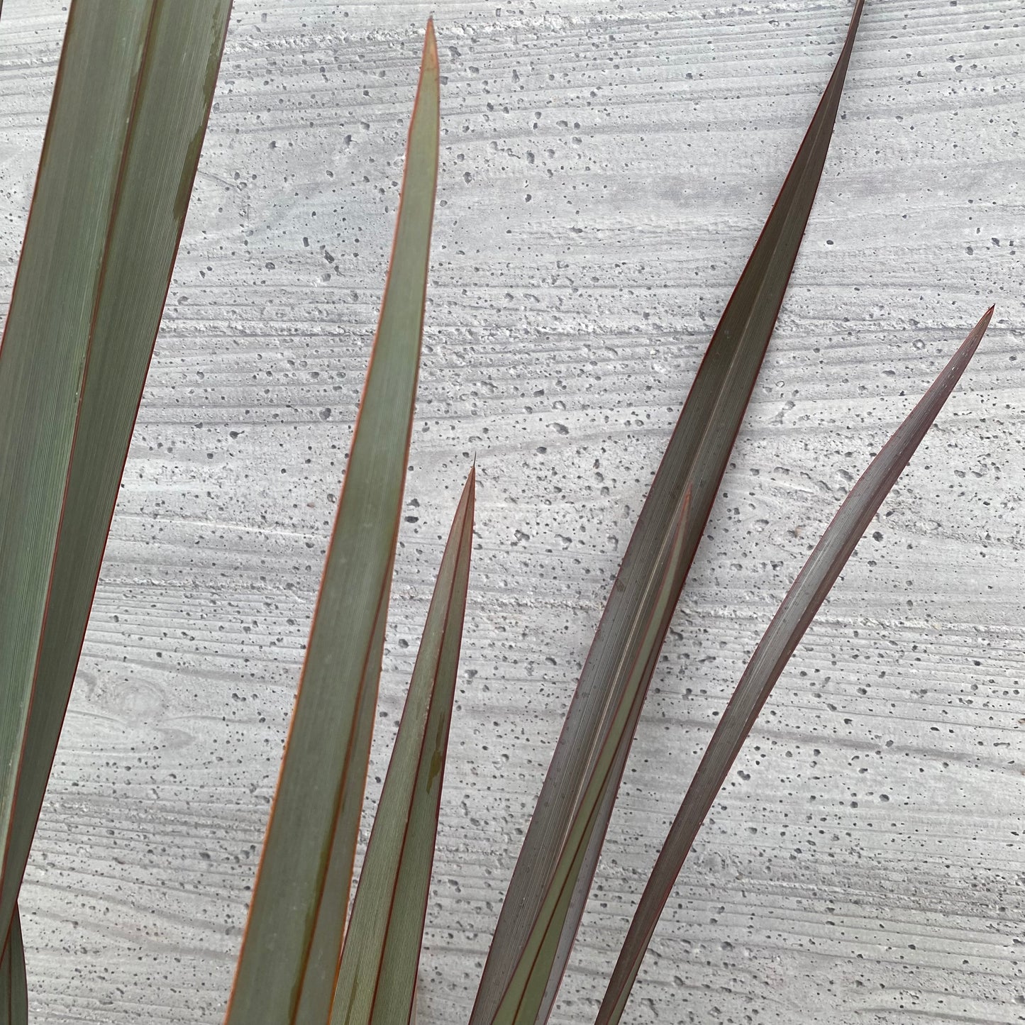 No.1303　ニューサイラン　銅葉　7号苗ポット