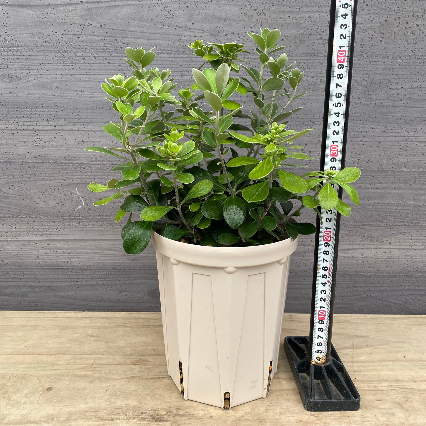 ピットスポルム　クラッシフォリウム　6号スリット鉢/オリジナル色