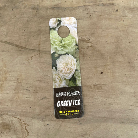 ローズなかしま★ミニバラ グリーンアイス 5号鉢