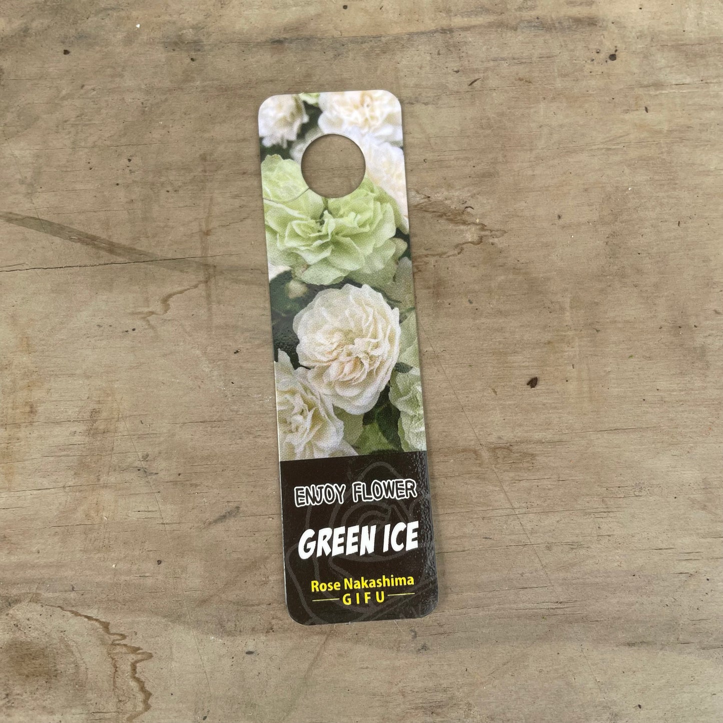 ローズなかしま★ミニバラ　グリーンアイス　5号鉢