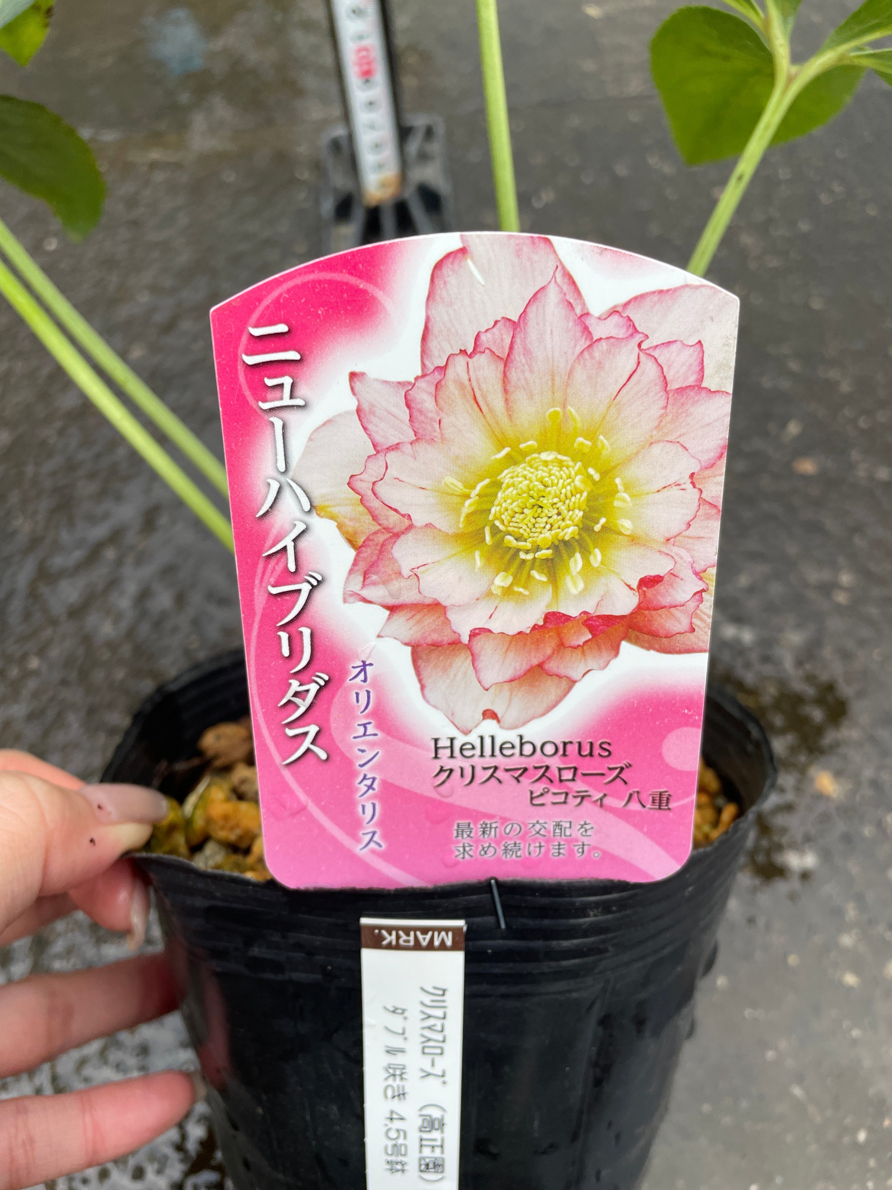 商品 – 植物家族